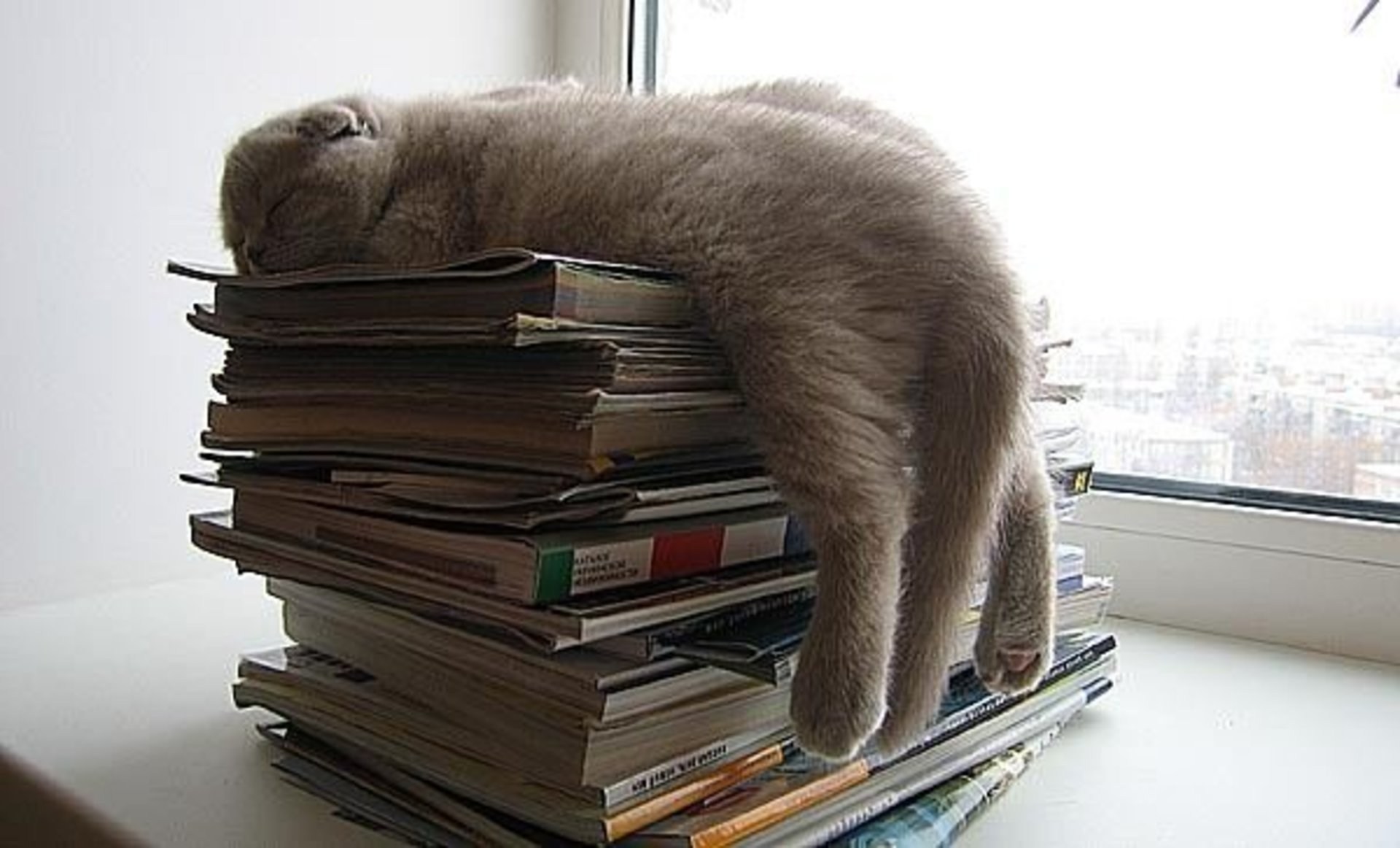 Любопытство сочинение. Кот устал. Кот с книгой. Кот спит на книгах. Умный кот.