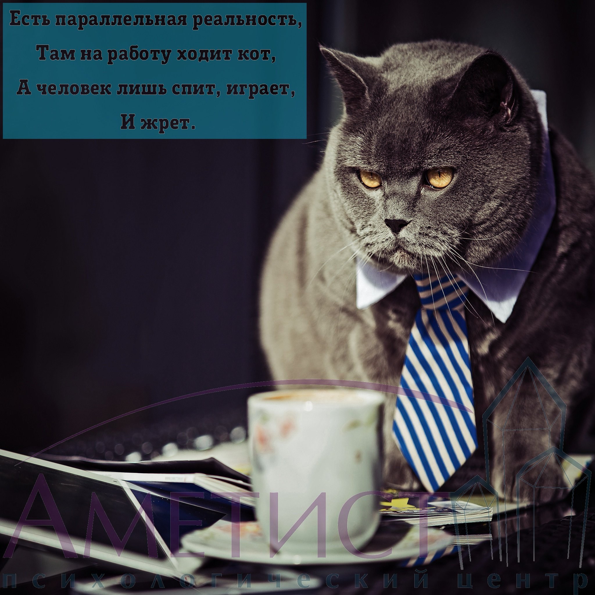 Кошка пришла. Кот идет на работу. Кот иди на работу. Кот ходит на работу. Параллельная реальность коты.