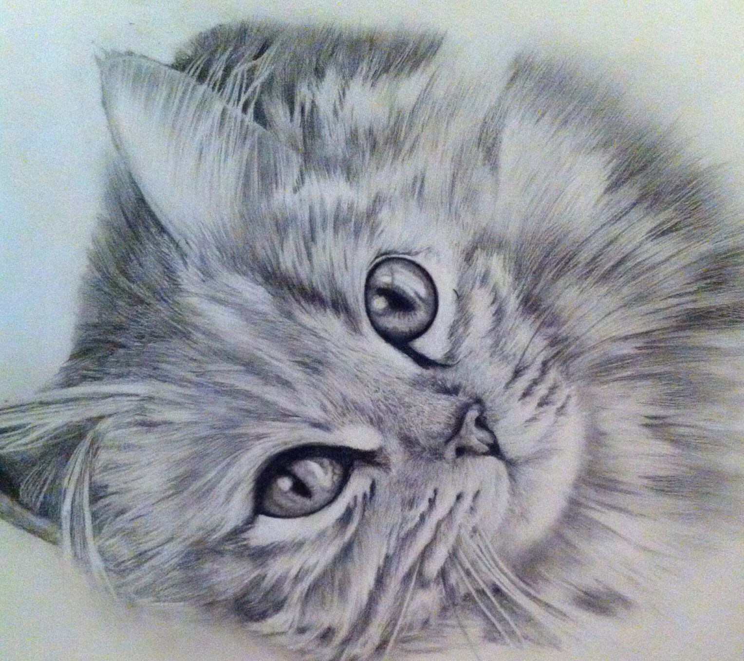 Быстрый красивый рисунок. Кошка карандашом. Портрет кошки карандашом. Красивые рисунки. Рисунки котов карандашом.
