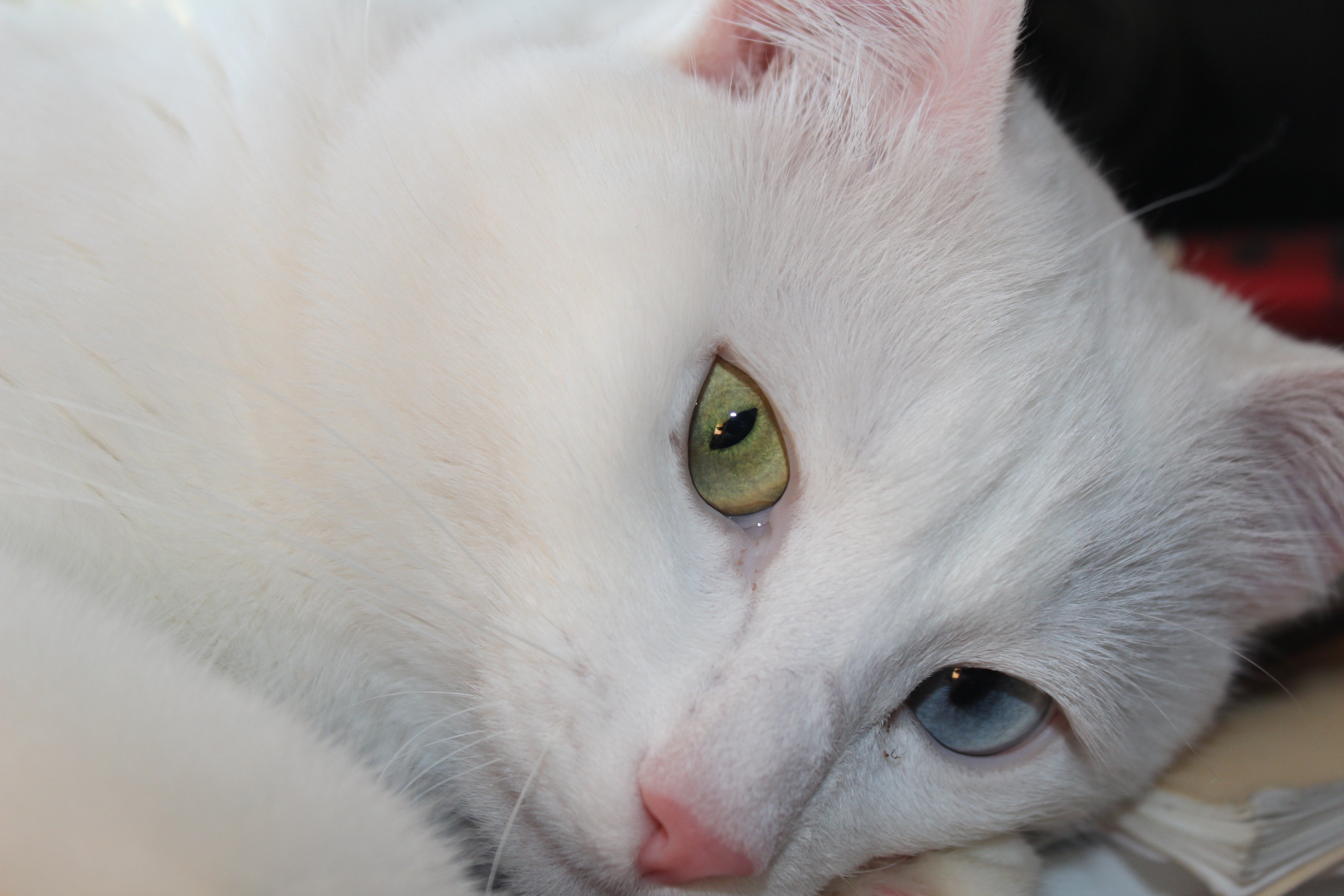 Старая белая кошка. Белая кошка с красными глазами. Белые коты с красными глазами. Злой белый кот. Злая белая кошка.