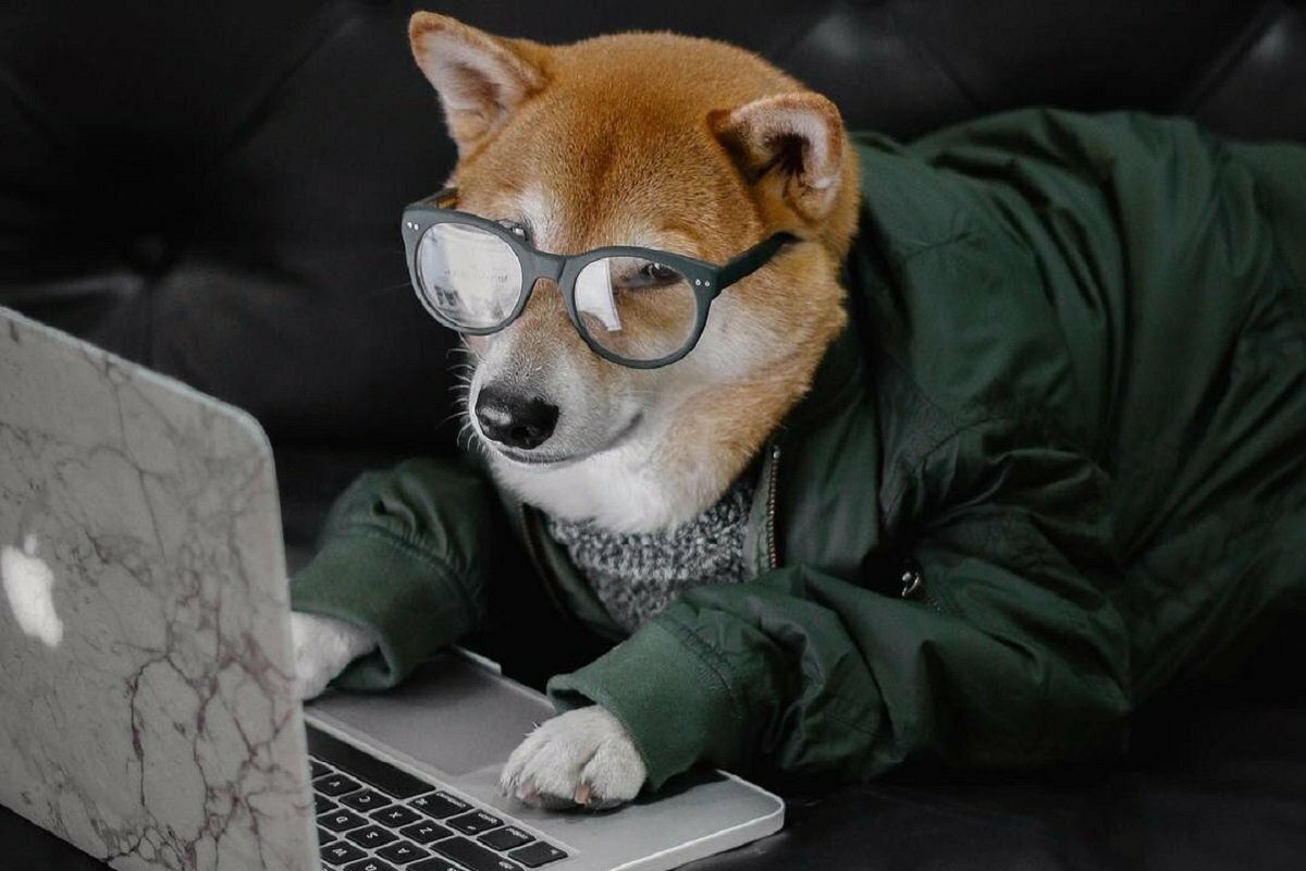 Собака программист