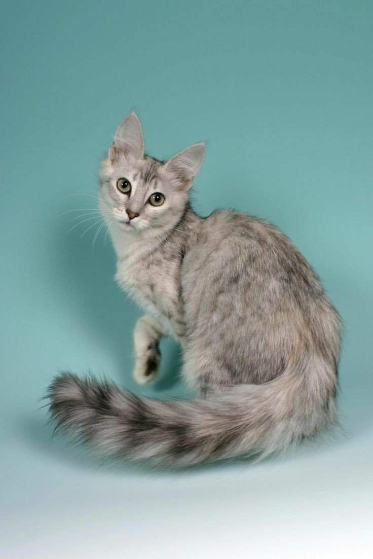 Кошка ангорская серая фото