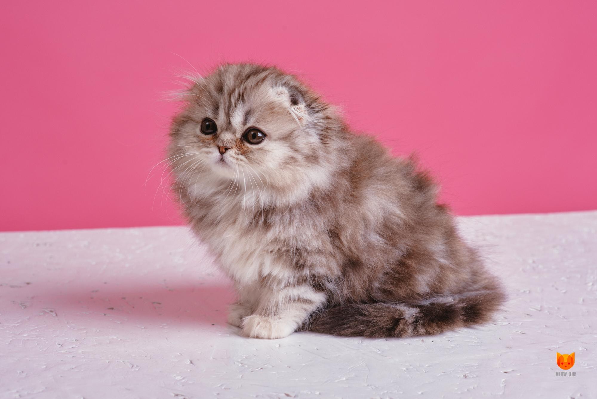Шотландская вислоухая длинношерстная кошка - картинки и фото koshka.top