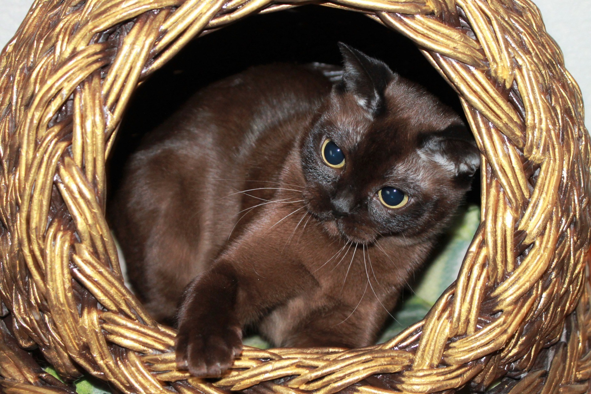 Бурманская кошка шоколадная. Бурманская кошка. Европейская Бурма кошка. Американская Бурма кошка. Кошка Бурма котята.