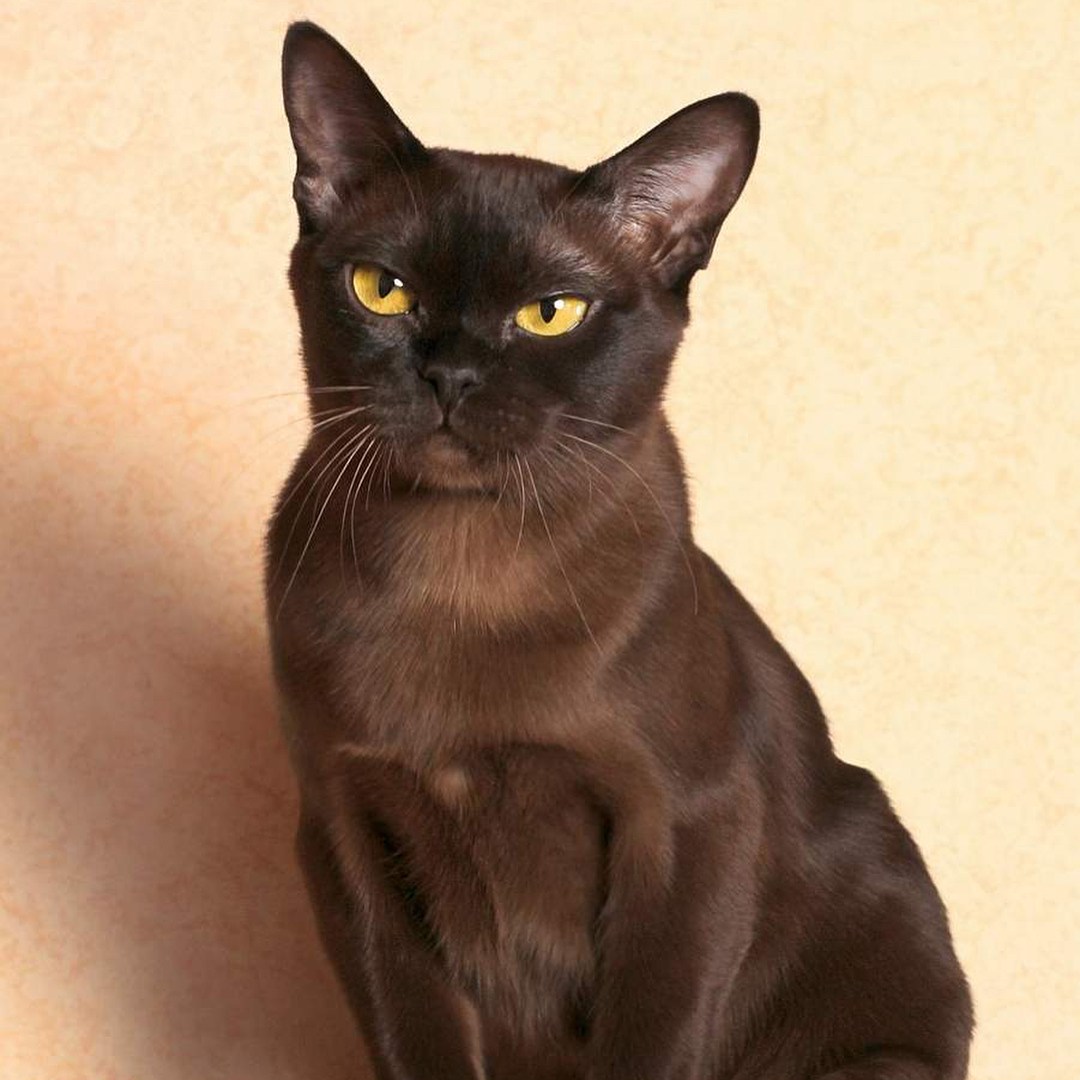 Бурманская кошка шоколадная. Европейская Бурма. Бурма кошка. Кот европейская Бурма. Бурманская кошка американская.