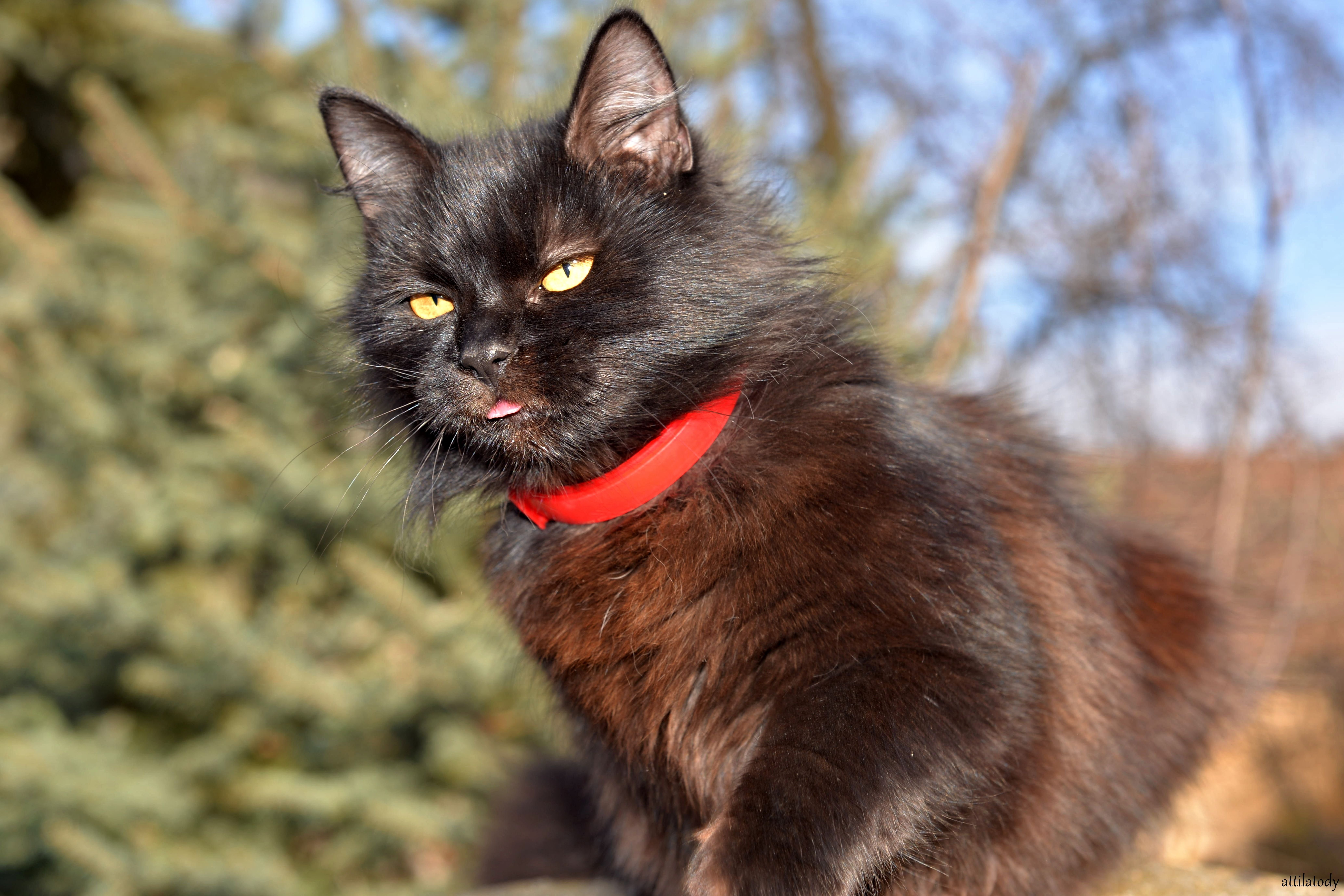 Тиффани кошка. Шантильи Тиффани. Шантильи-Тиффани порода. Коты шантильи Тиффани. Черный кот шантильи Тиффани.