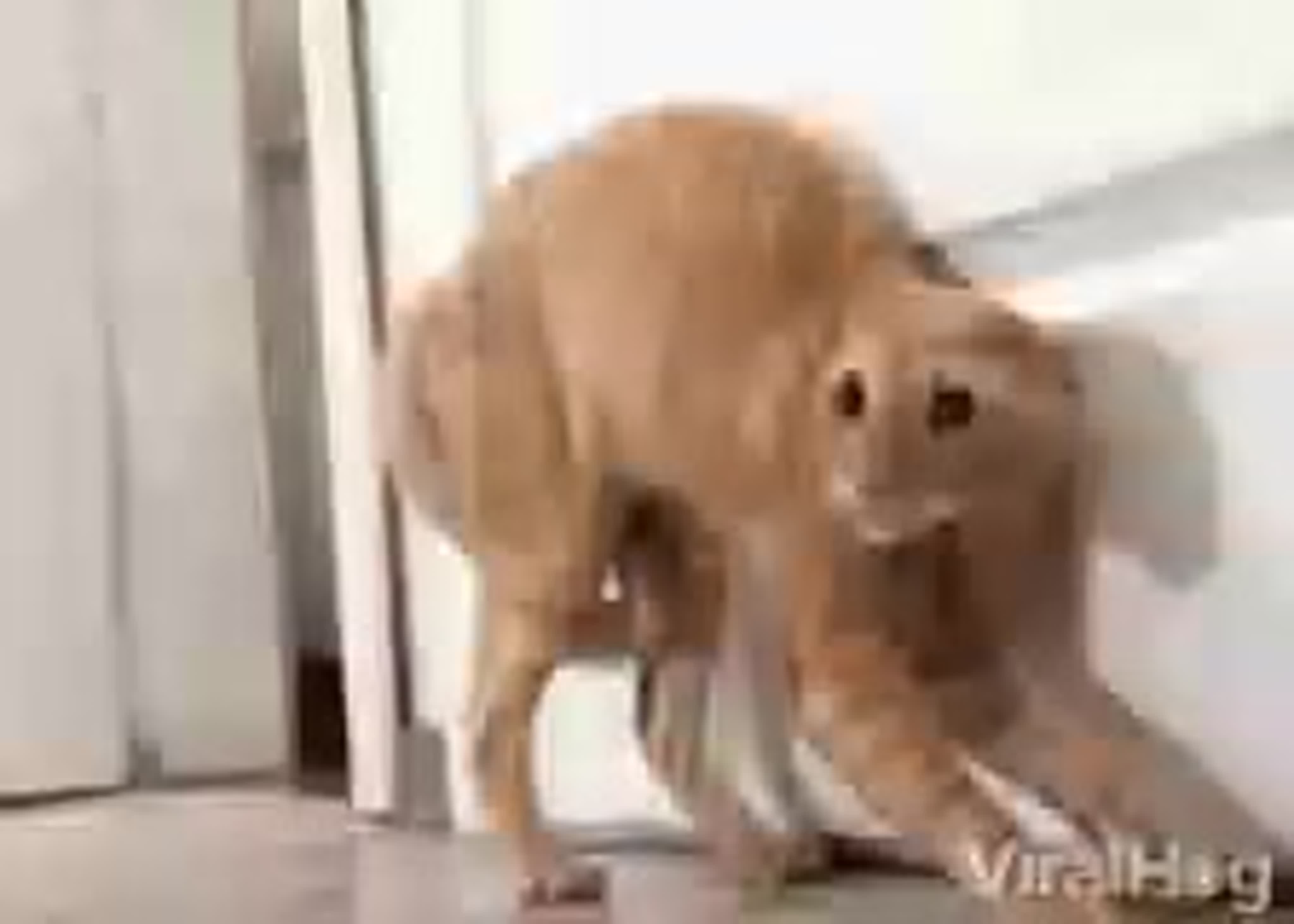 Scared cat gif