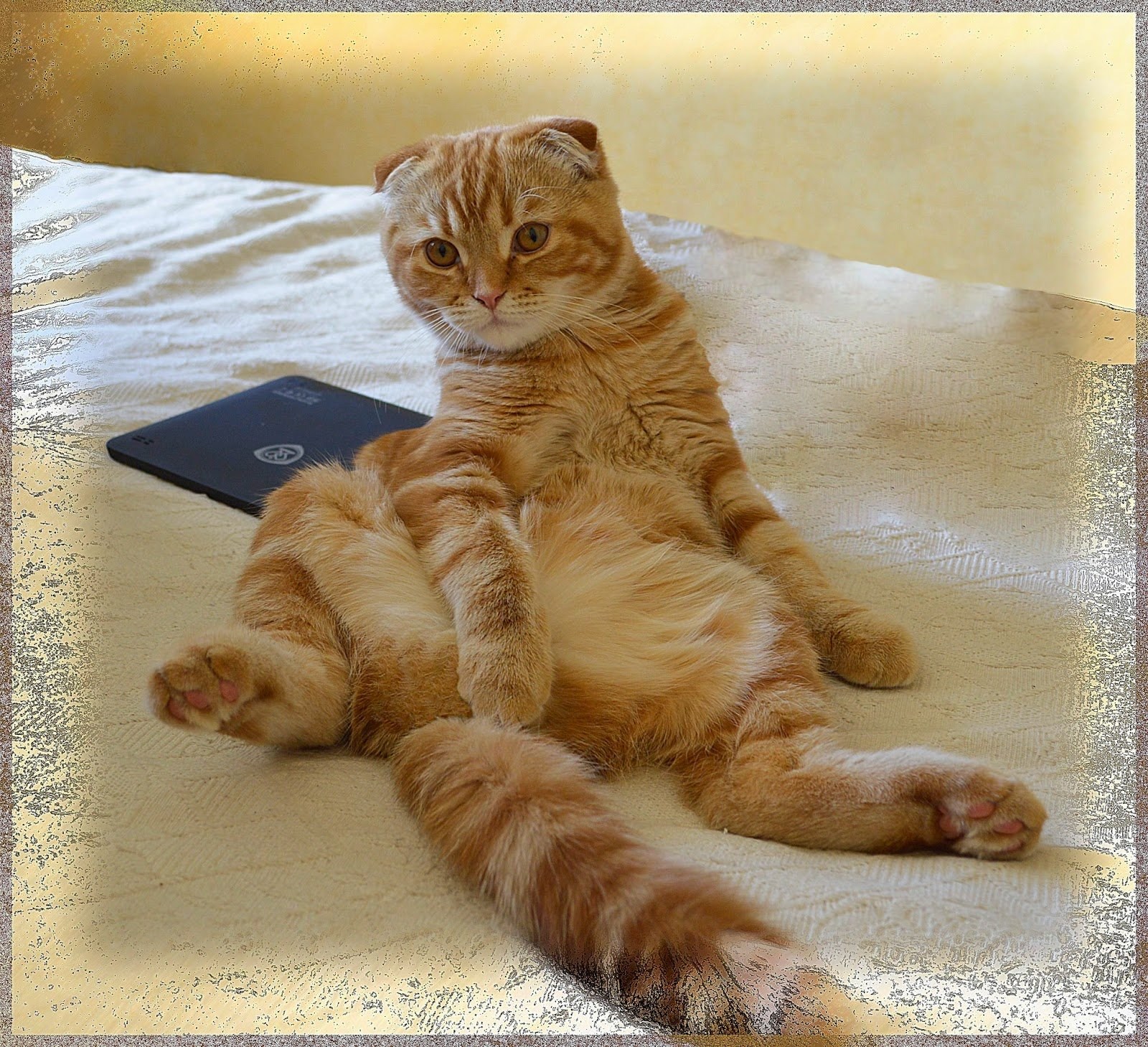 шотландский вислоухий рыжий кот: Кыргызстан ᐈ Коты ▷ объявлений ➤ витамин-п-байкальский.рф