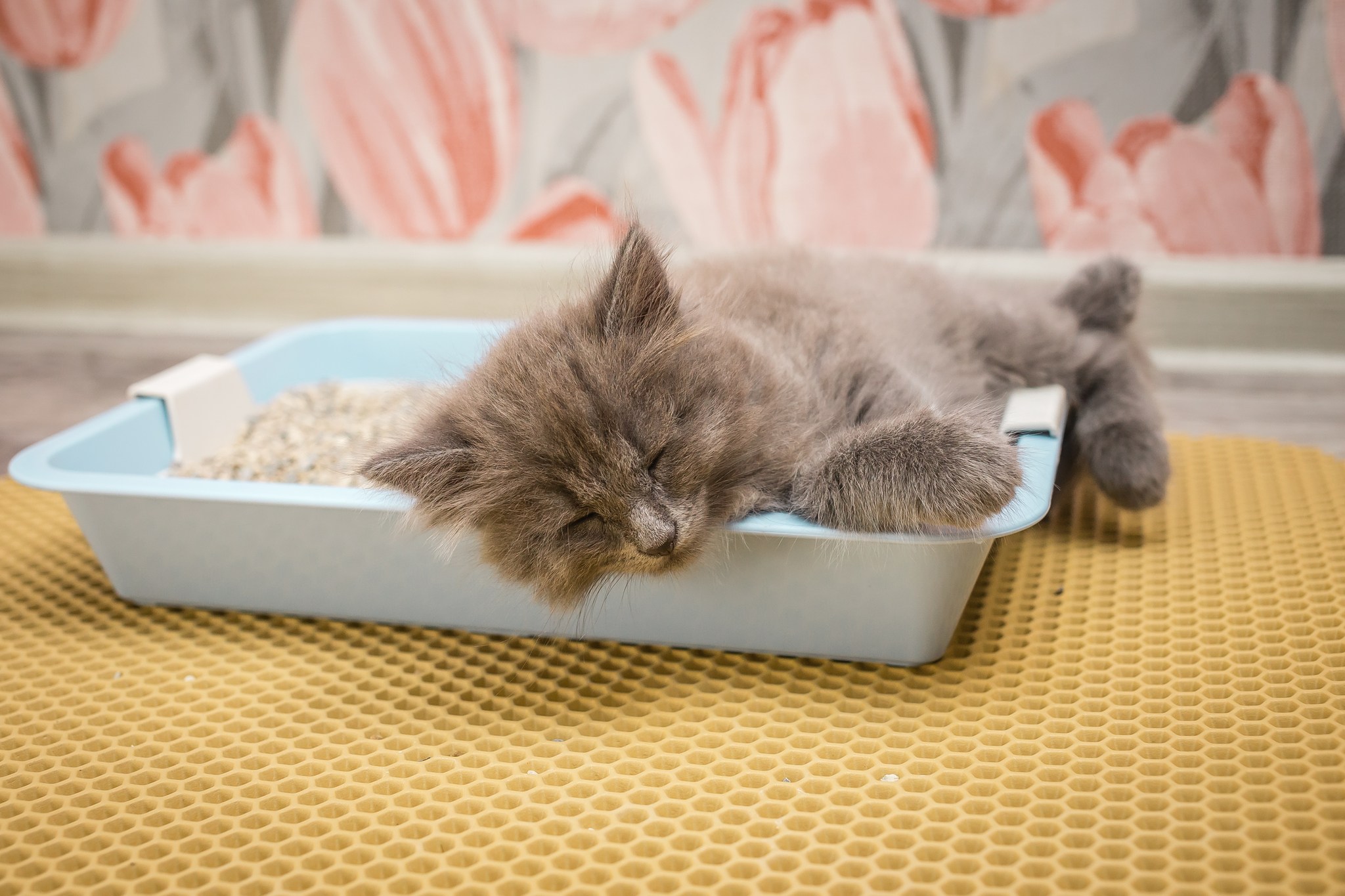 Сонный котенок в лотке