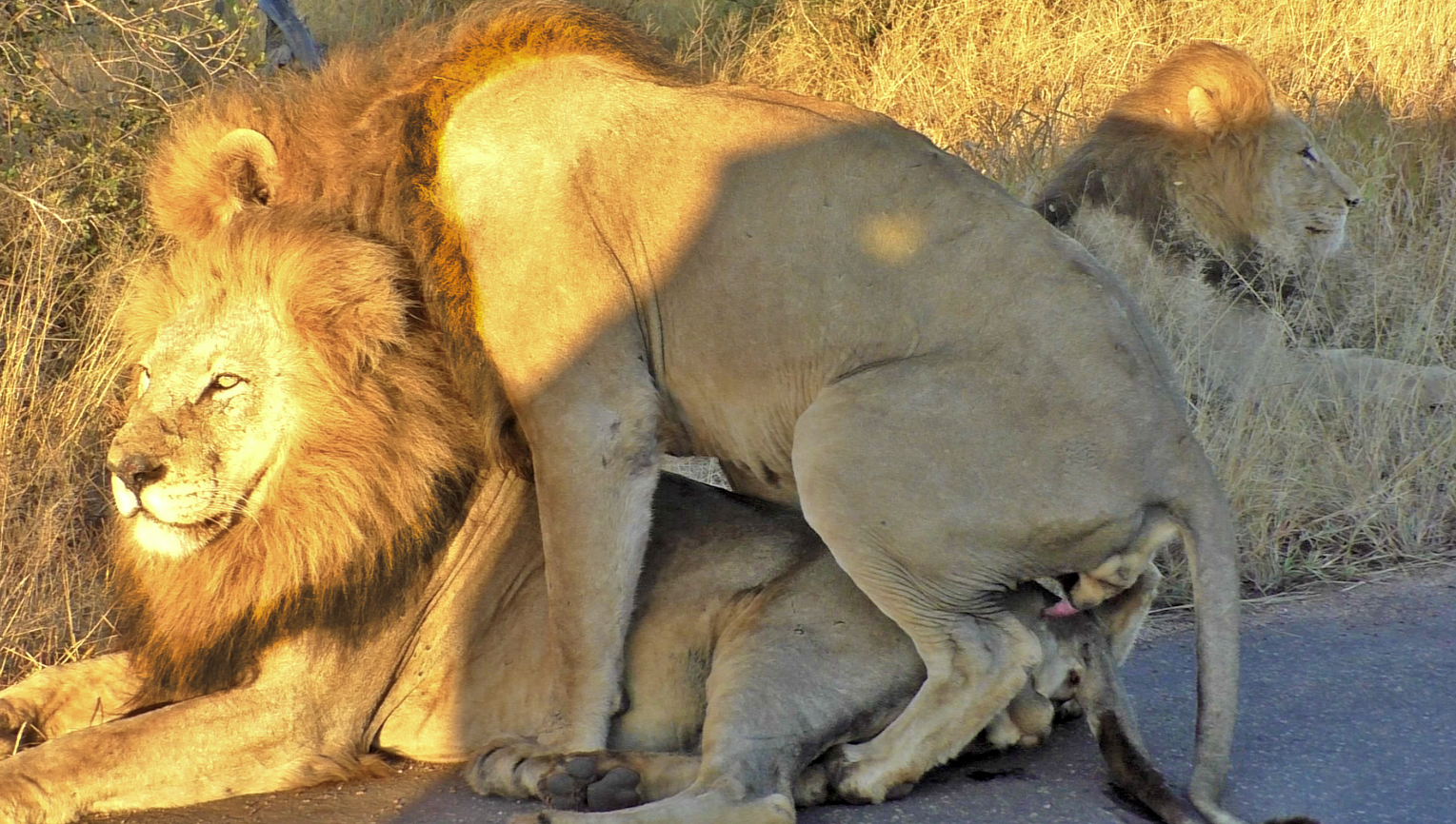 Лев лижет яйца. Львы спариваются. Животные Гомосексуалы. Лев и львица спаривание. Львы самцы спариваются.
