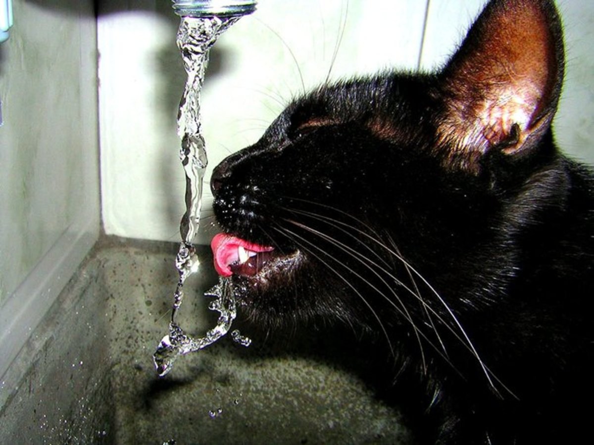 Пьет ли кошка воду. Кошка пьет. Кот пьет воду. Кот под краном. Кошка лакает воду.
