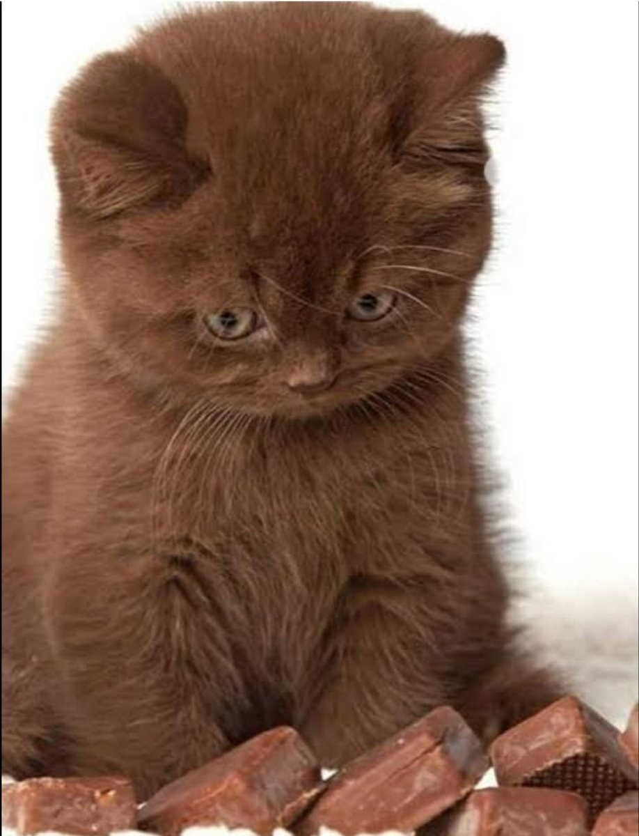 фото кошки коричневого цвета