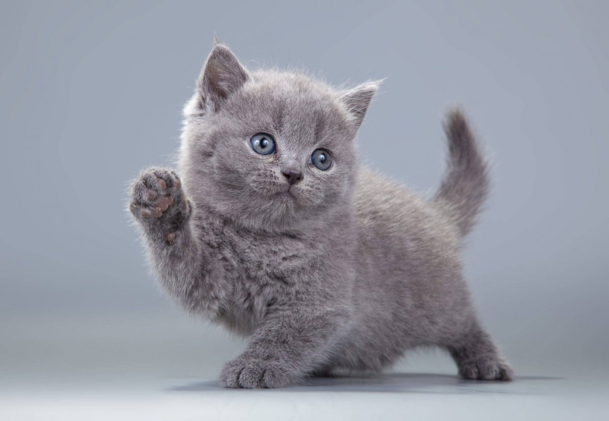 Британская короткошерстная кошка: фото, характер, описание породы | Royal Canin