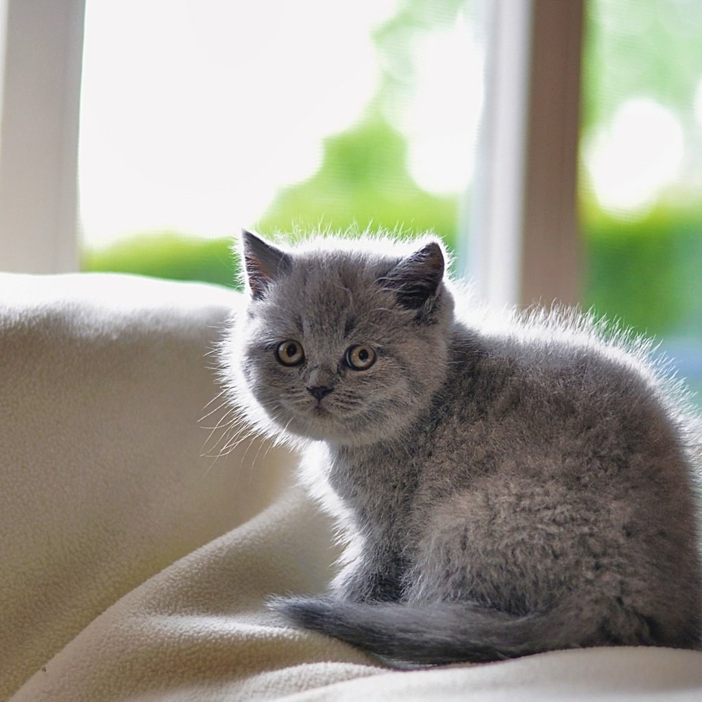 Картинки британских котят