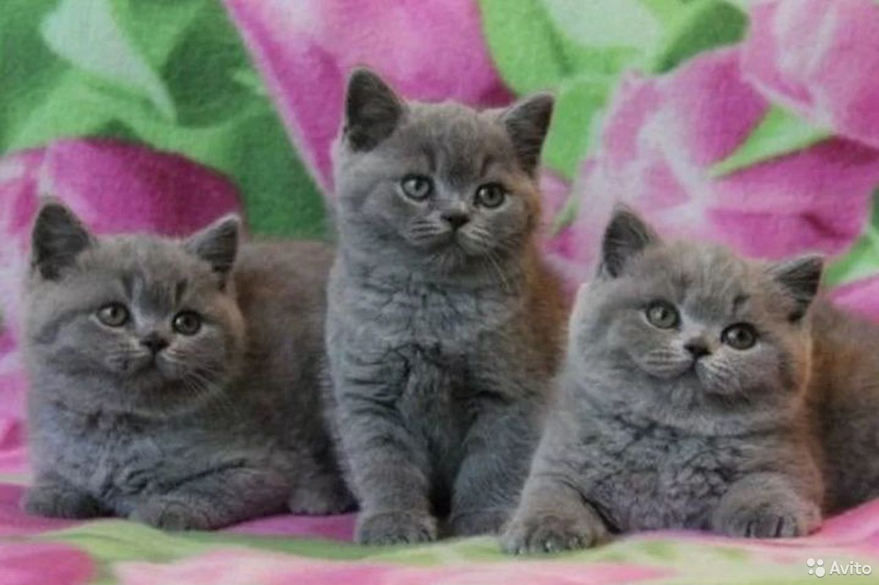 Крупные голубые котята