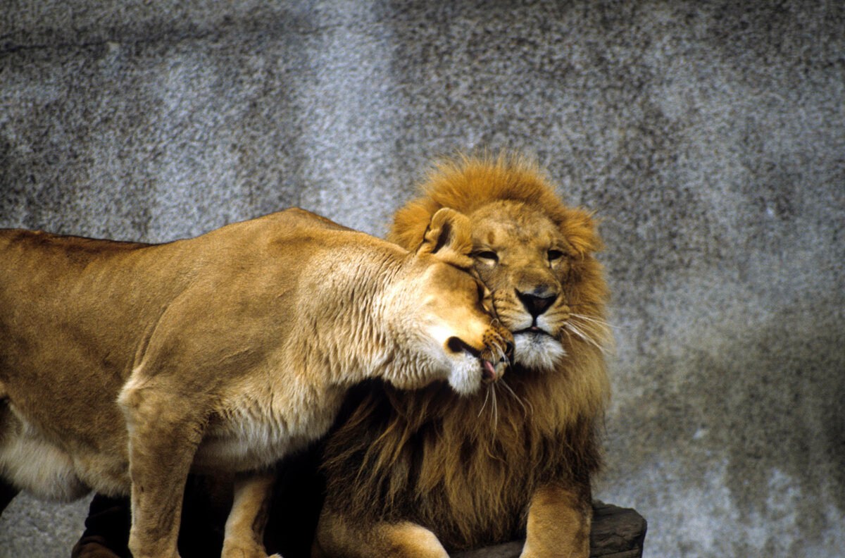 Можно считать что львы. Лев и львица. Лев и львица любовь. Лев самка. Лев любит львицу.