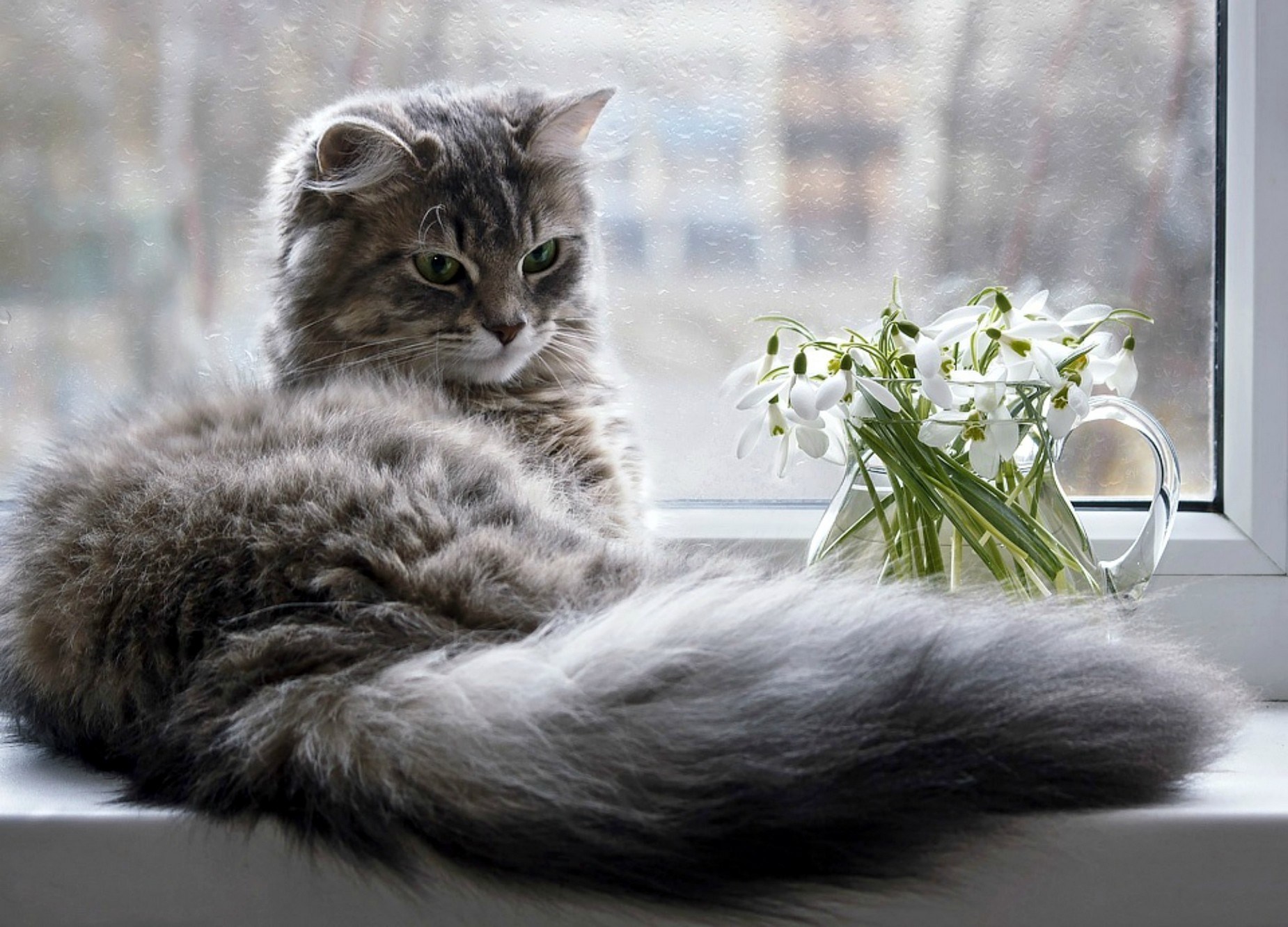 Серенькая кошечка. Котик на подоконнике. Котенок на подоконнике. Кошки на окошке. Кошка на подоконнике.