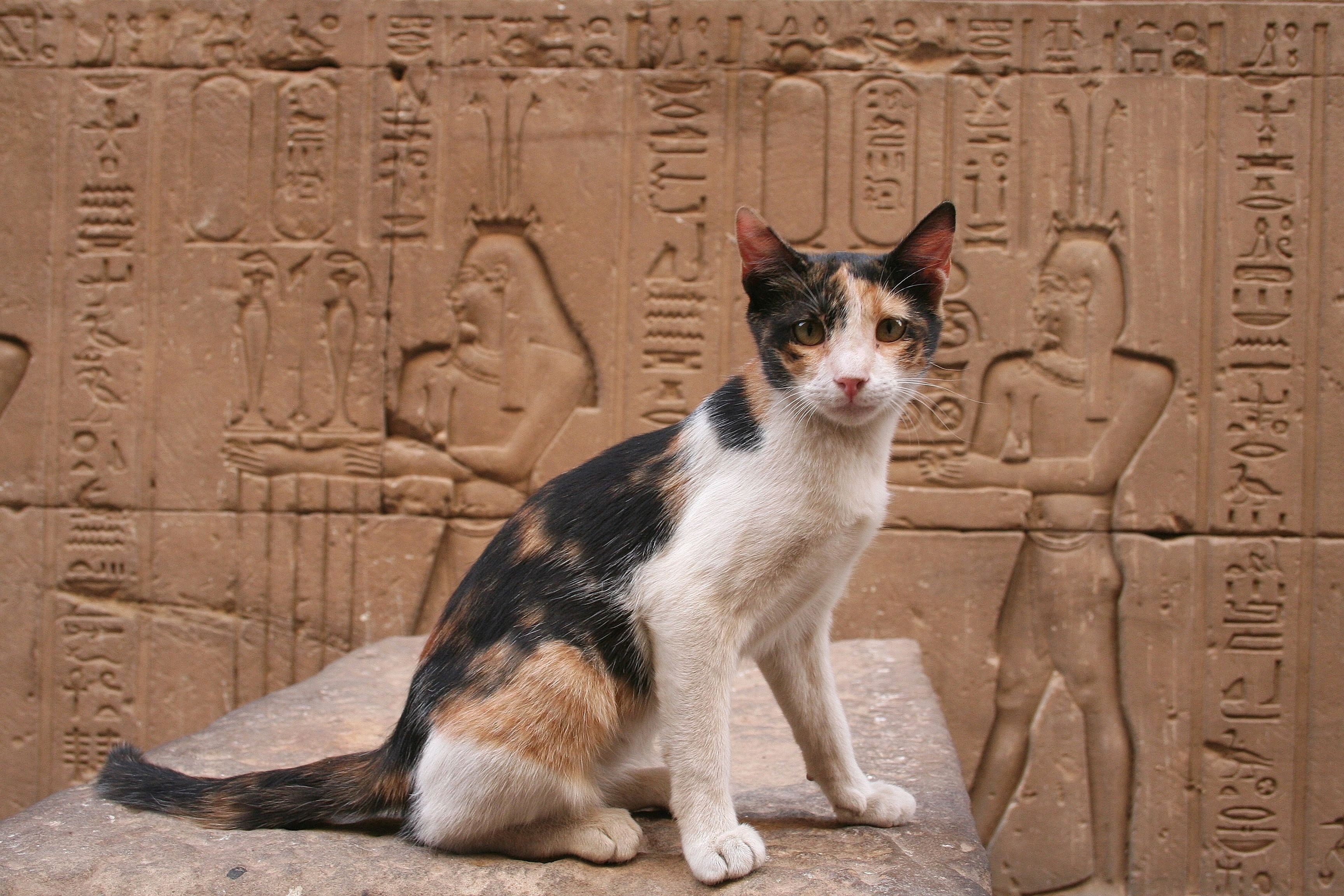 Музыка египта для кошек
