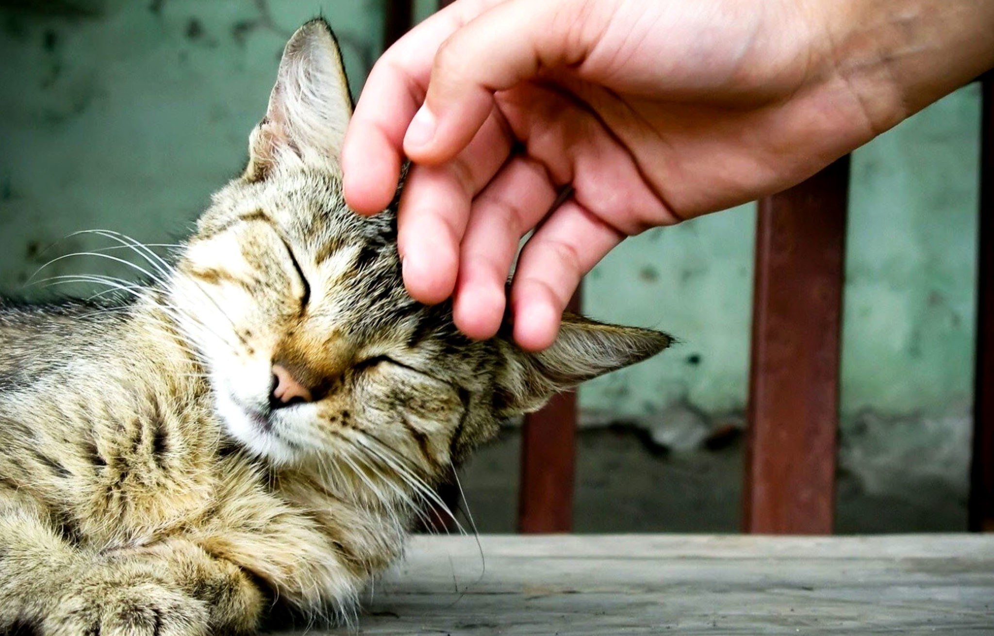 Довольно мурлыкает кошка. Кошка. Кот ласкается. Гладить кота. Кот мурлычет.