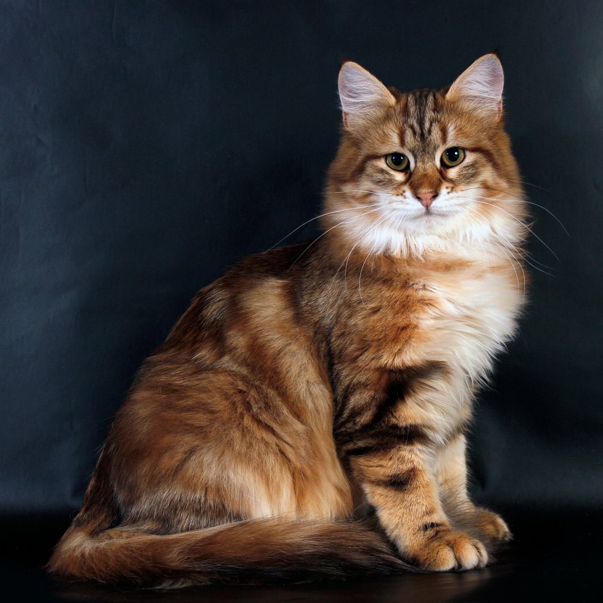 Сибирский кот золотой окрас