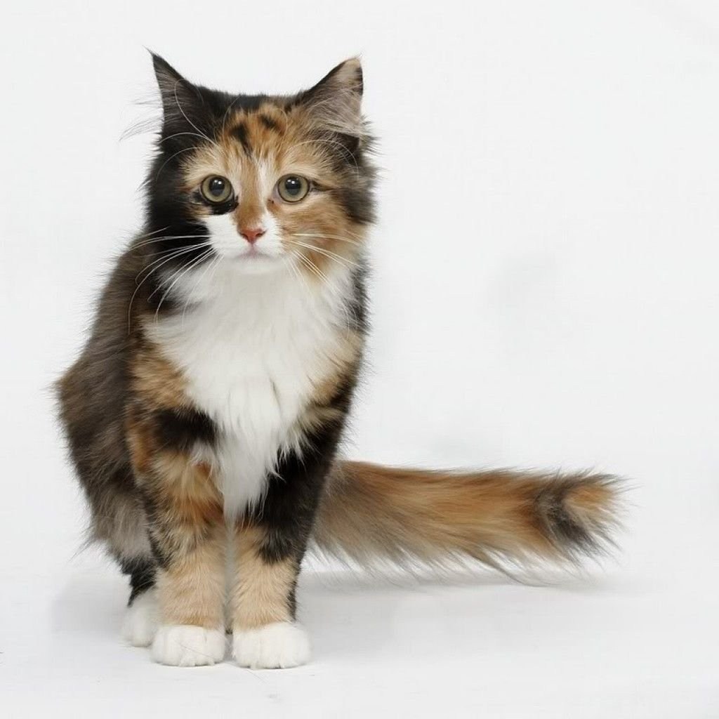 Сибирская кошка Сибирская трехцветная