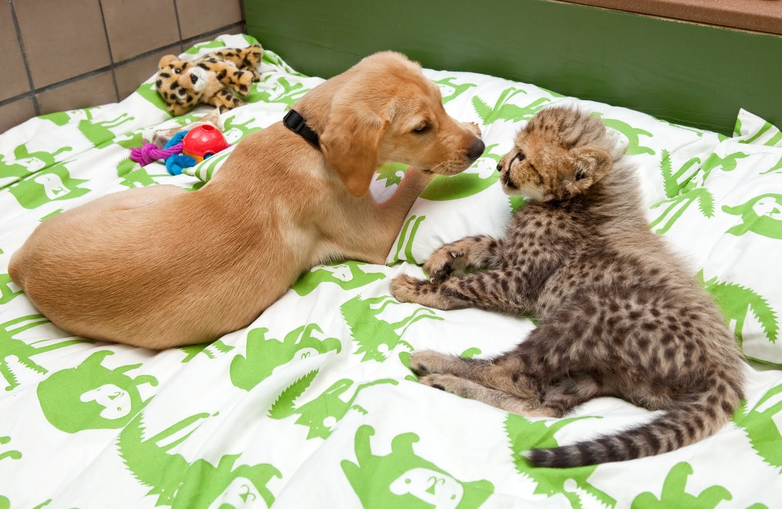 Животные породы кошек и собак. Кошки и собаки. Необычная Дружба животных. Дружба кошки и собаки. Собака и кошка вместе.
