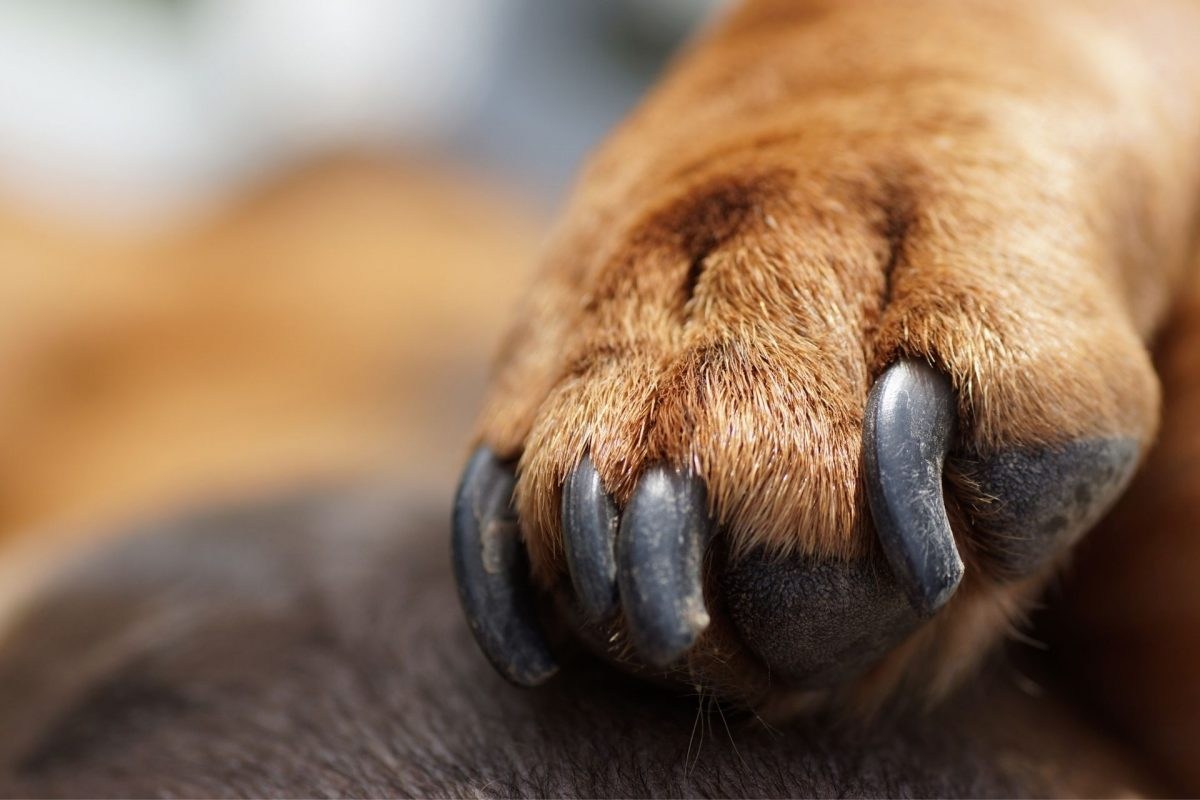 Лапа собаки на ногтях