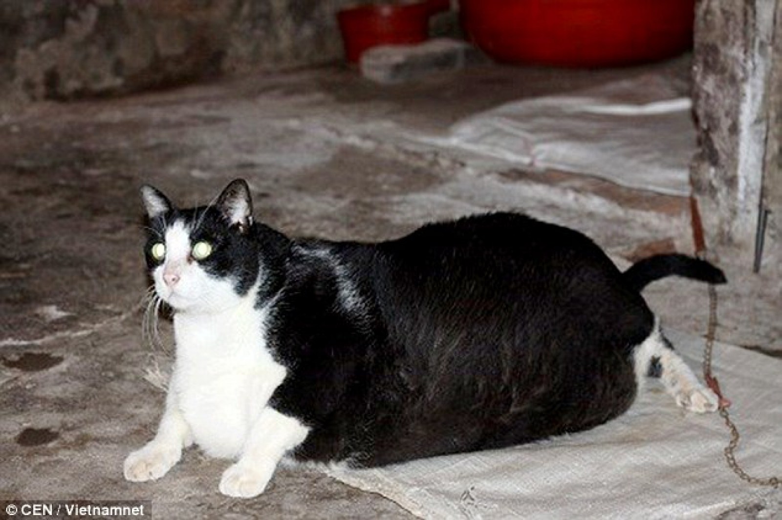 Толстый кот 20 кг