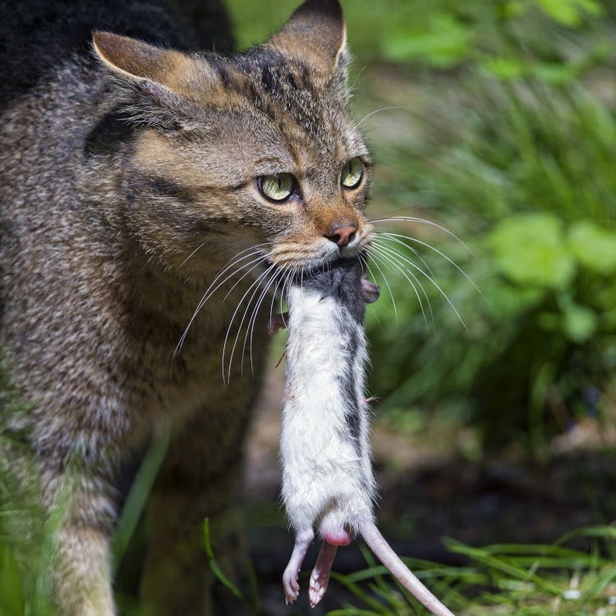 Кошка ест мышь - картинки и фото koshka.top