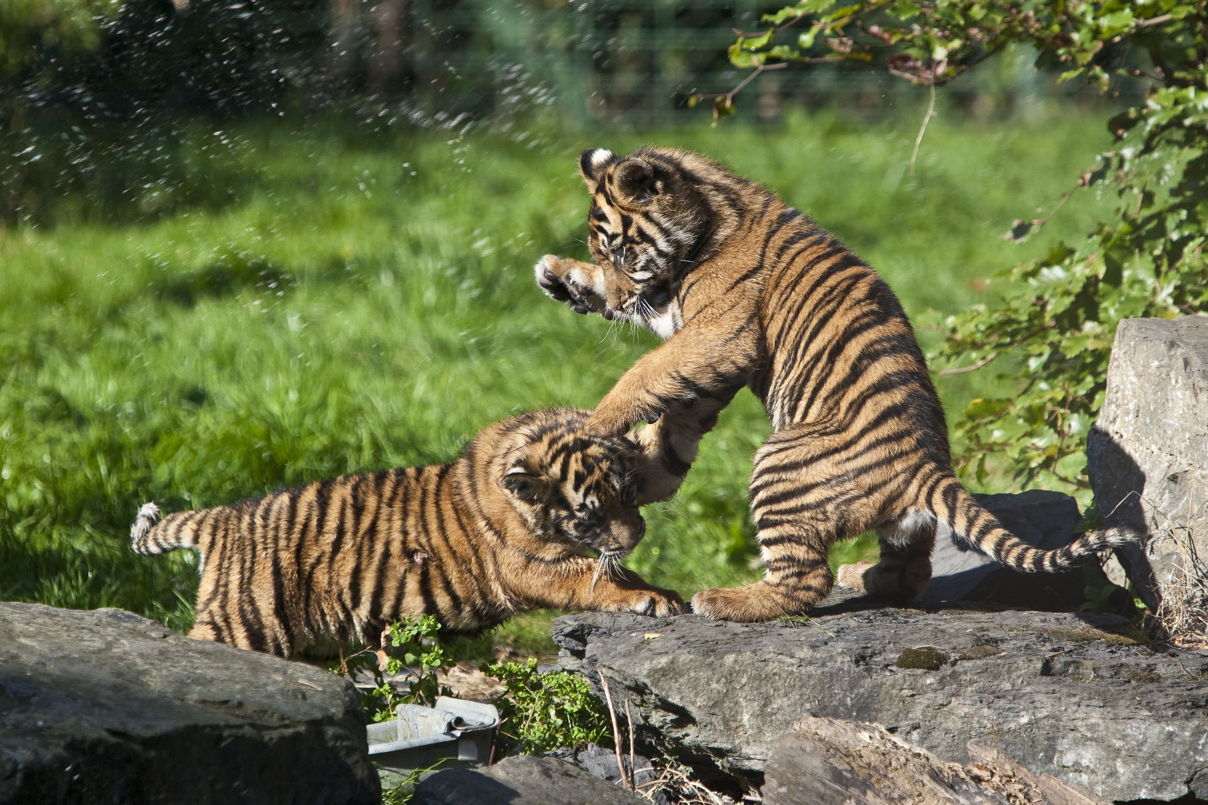 Тайгер видео. Амурский тигр с тигрятами. Амурский тигр Детеныши. Тигр тигрица и Тигренок. Амурский тигр маленький.