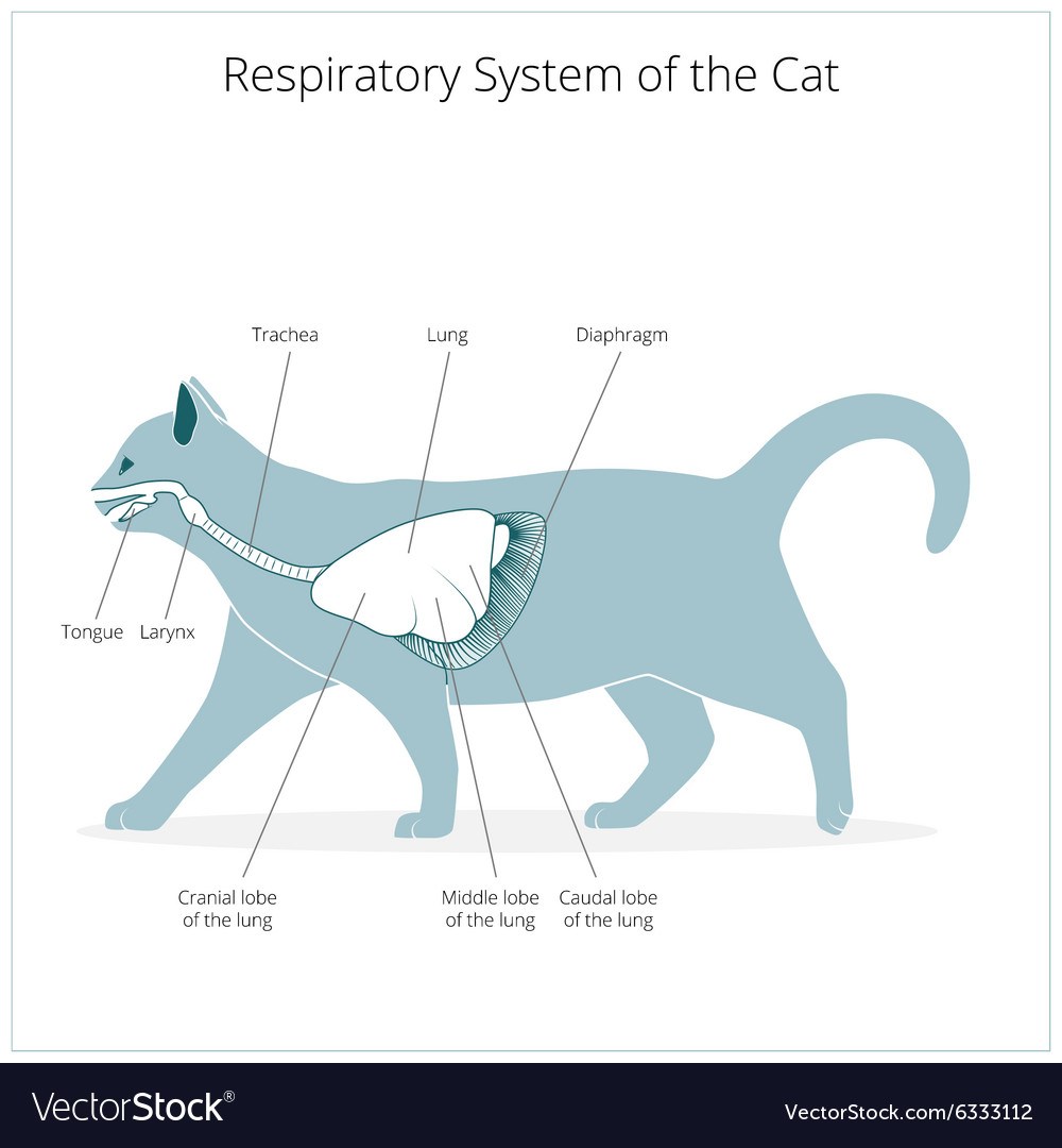 Дыхательная система кошки
