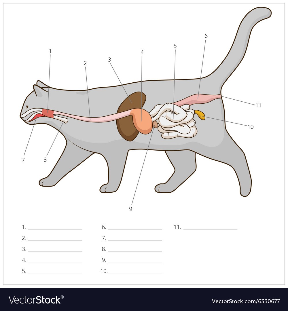 Пищеварительная система кошки схема