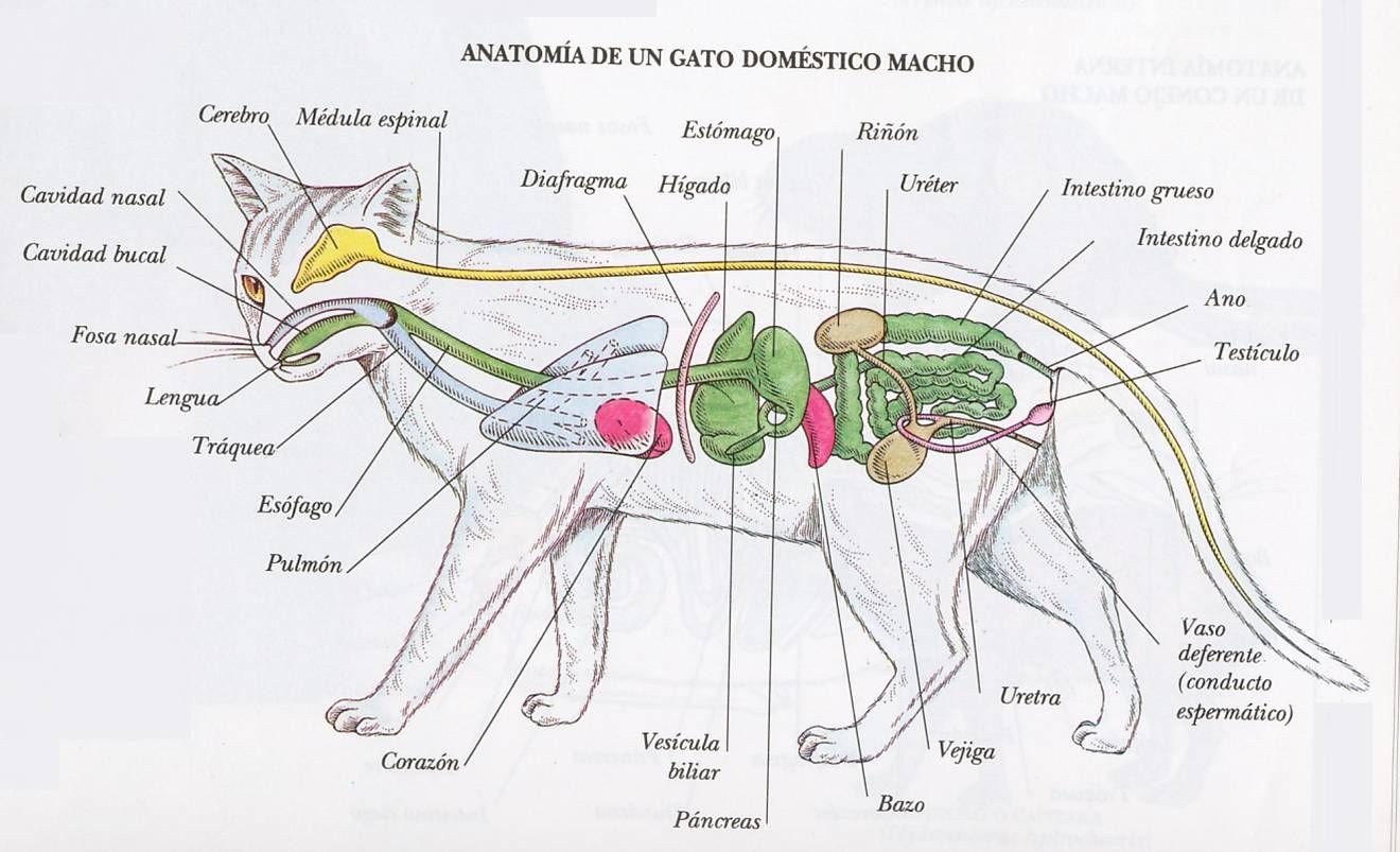 Внутренние органы кошки схема