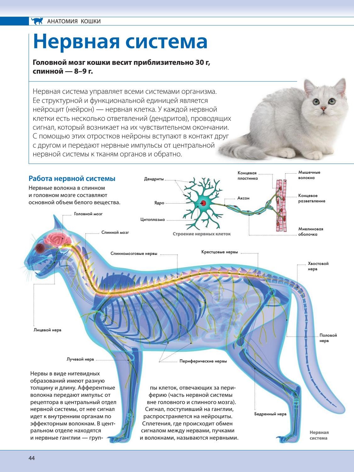 Нервная система кошки схема