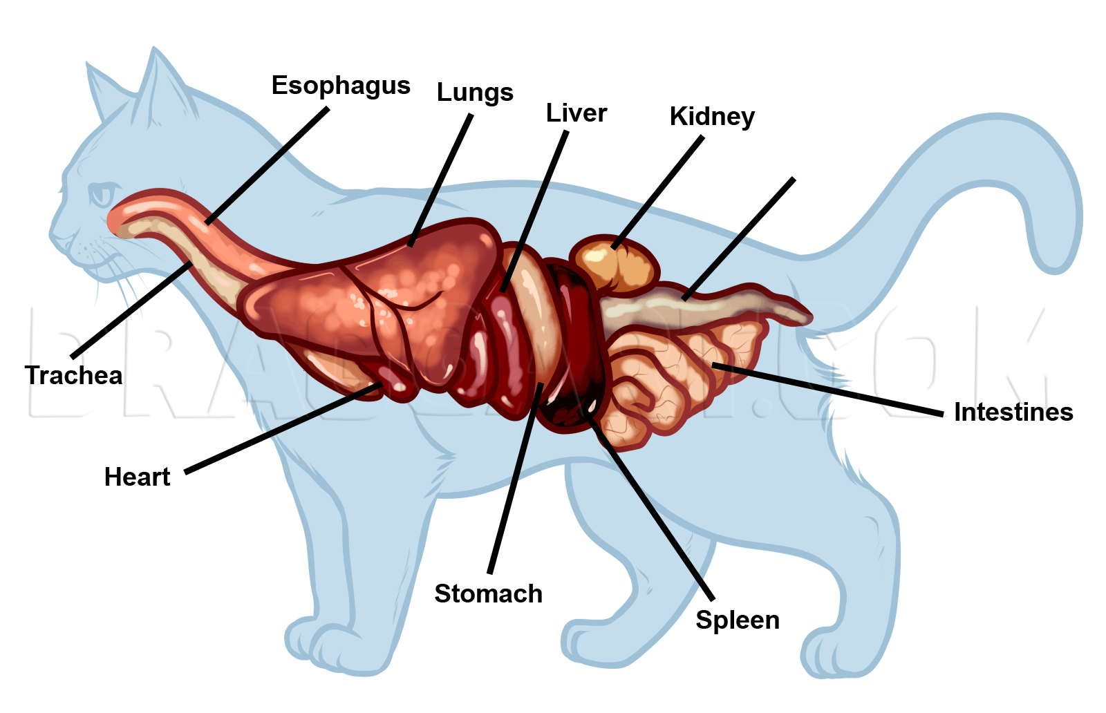 Файл:Scheme cat anatomy-en.svg - Википедия