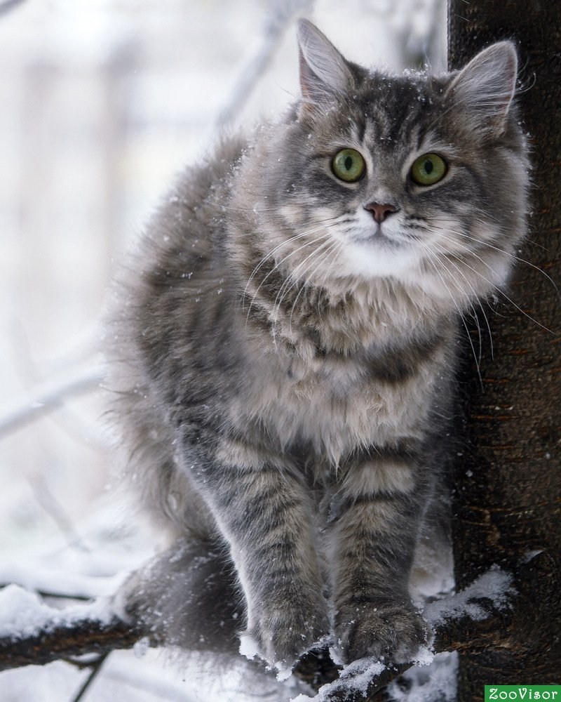 Сибирская фото. Сибирская кошка короткошерстная. Сибирская кошка табби. Сибирский кот полосатый. Сибирская Лесная кошка короткошерстная.