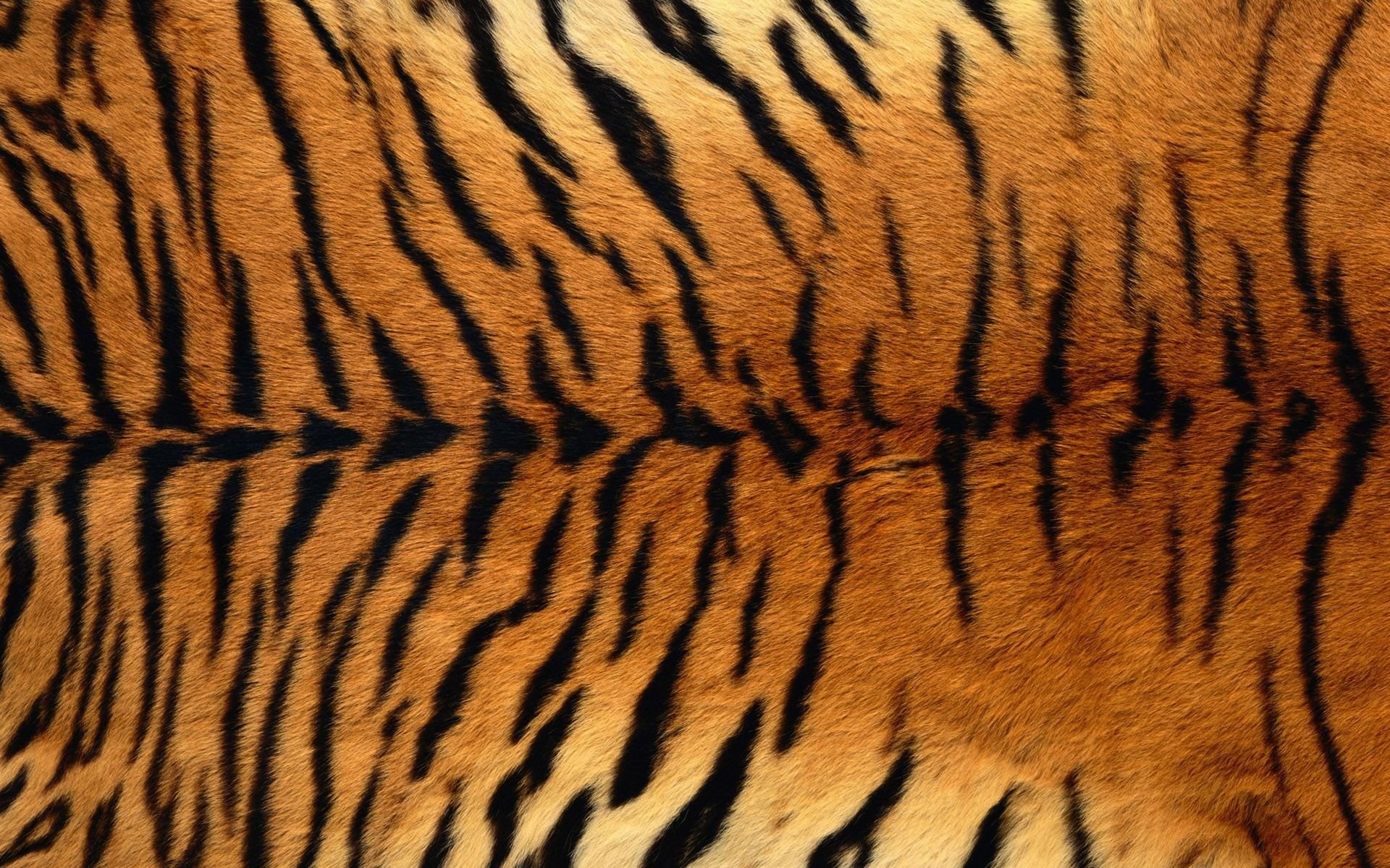 Тигриный окрас - картинки и фото koshka.top