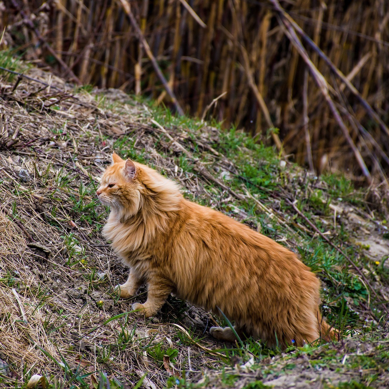 Порода кошек с рыжей шерстью. Европейская длинношерстная кошка рыжая. Лесной кот Мейн кун. Рыжий длинношерстный Сибирский кот. Европейский длинношерстный кот рыжий.