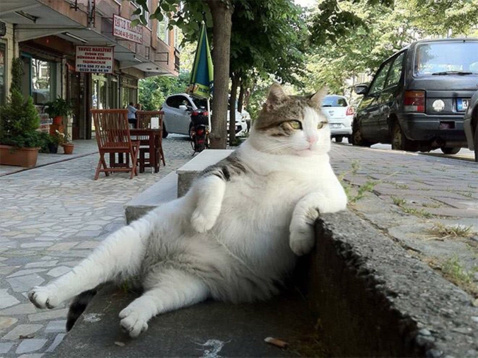Томбили кот Стамбул
