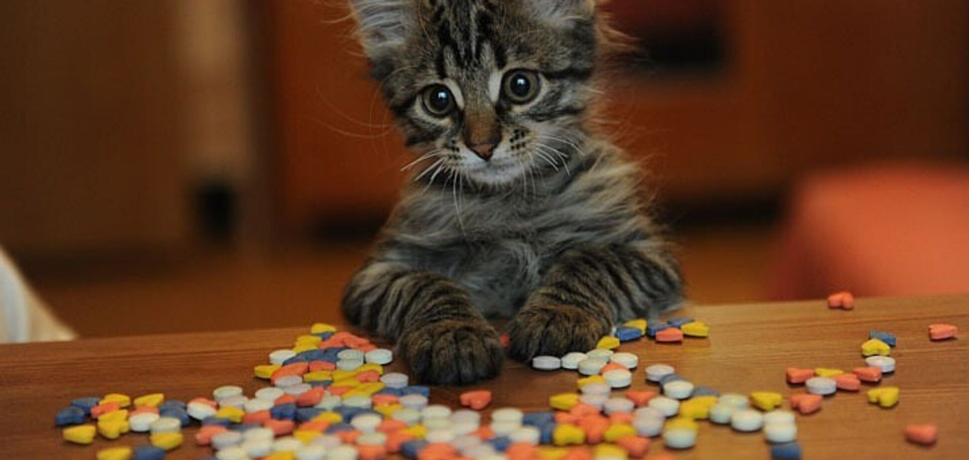Кошки и т д. Кот и таблетки. Котенок с таблетками. Таблетки для кошек. Кот и пилюля.