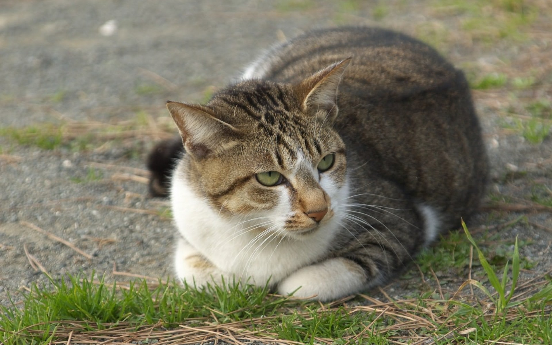 Кошка лежит. Лежачий кот. Кот лежит поджав лапы. Кот поджал лапы.