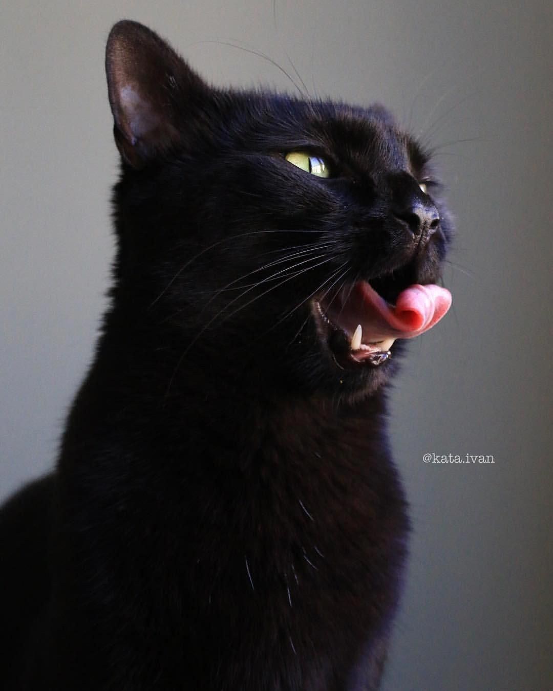 Черный Кот С Высунутым Языком