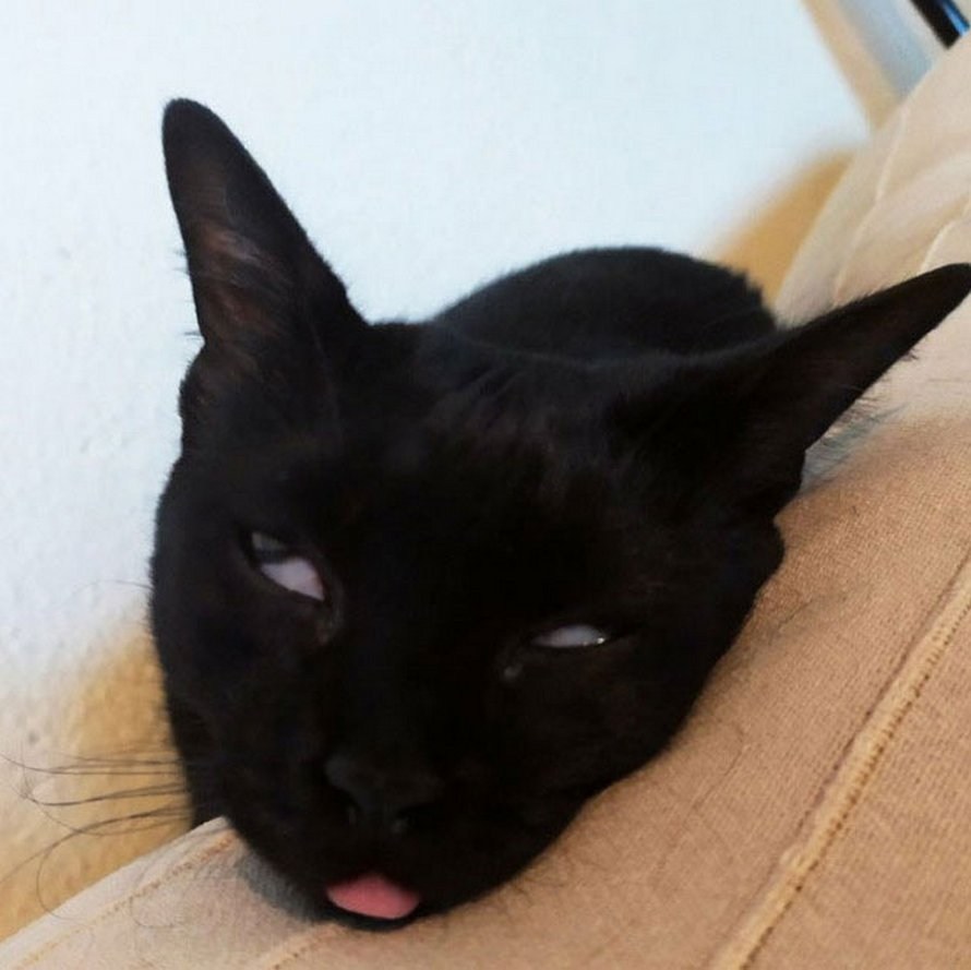 Закатил глаза и умер. Черный кот с высунутым языком. Кот закатил глаза.