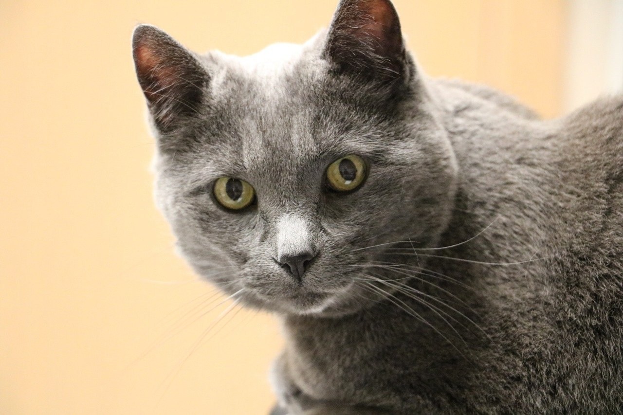 Фото кота серого цвета