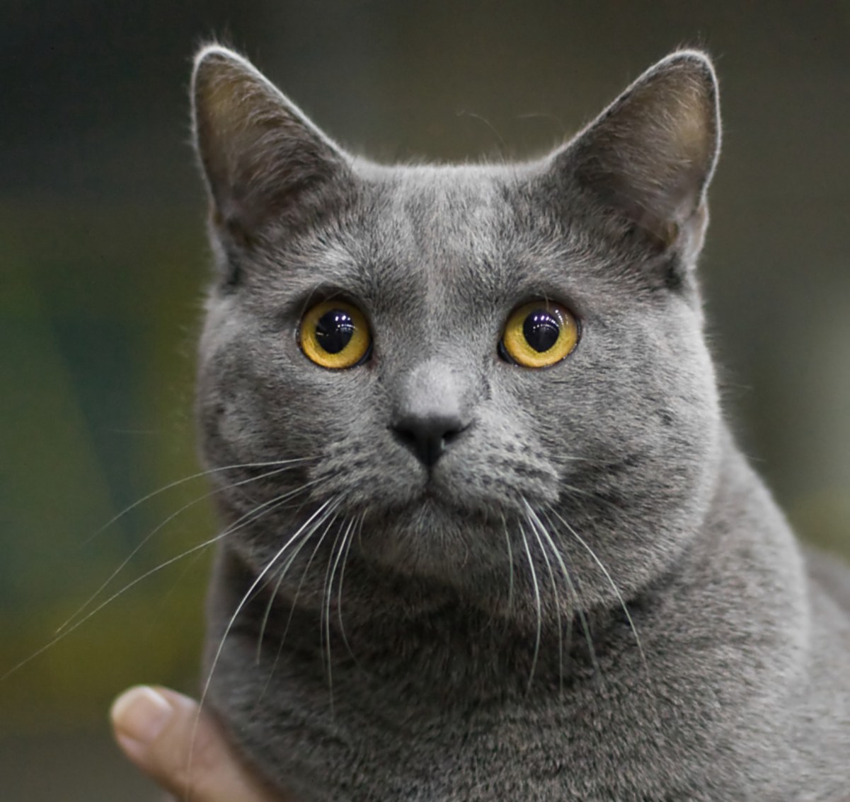 Фото кота серого цвета