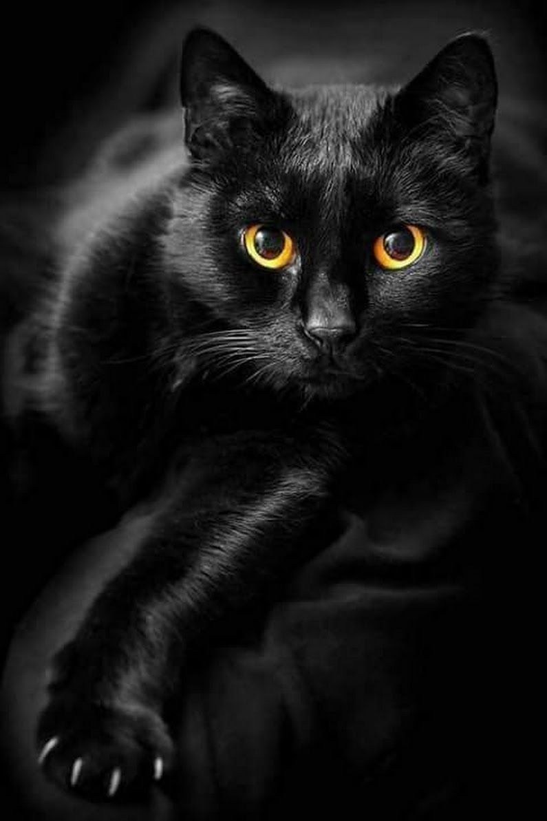Девушка с черным котом (75 фото)