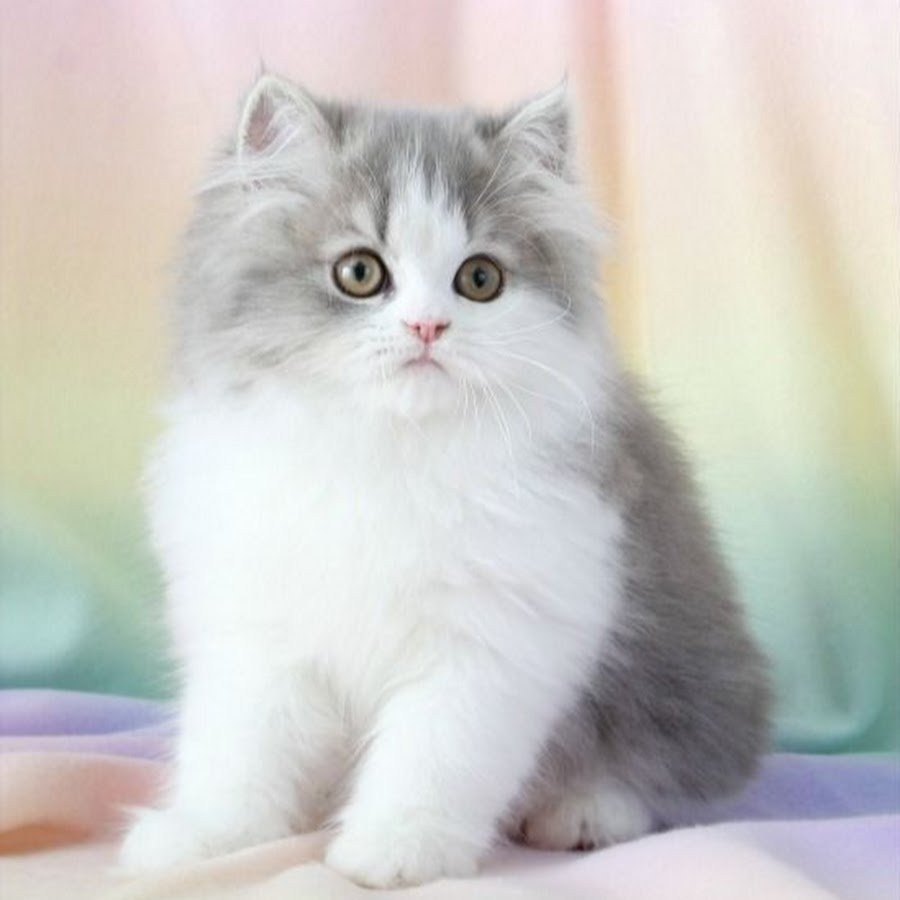 Сибирская кошка голубой биколор