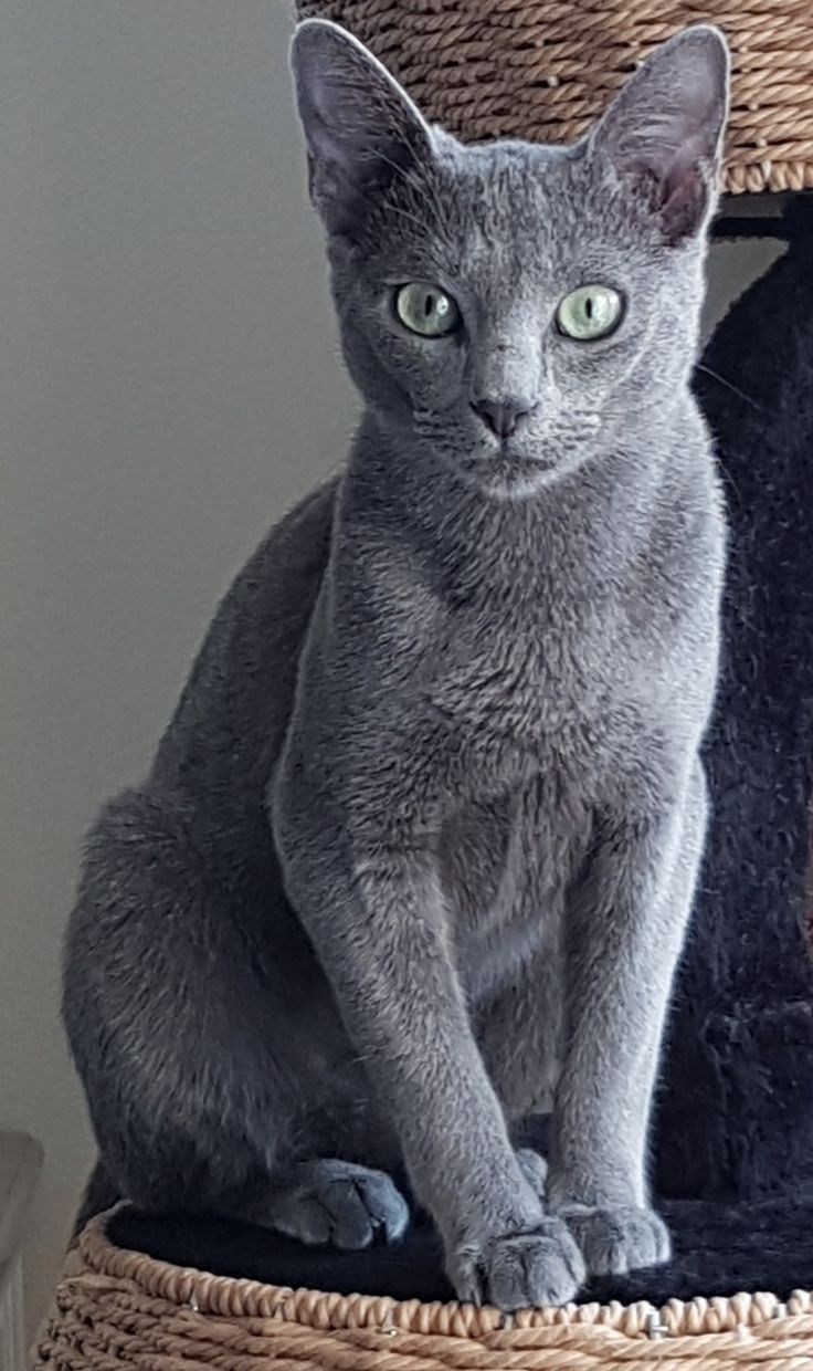 серые котята фото гладкошерстные
