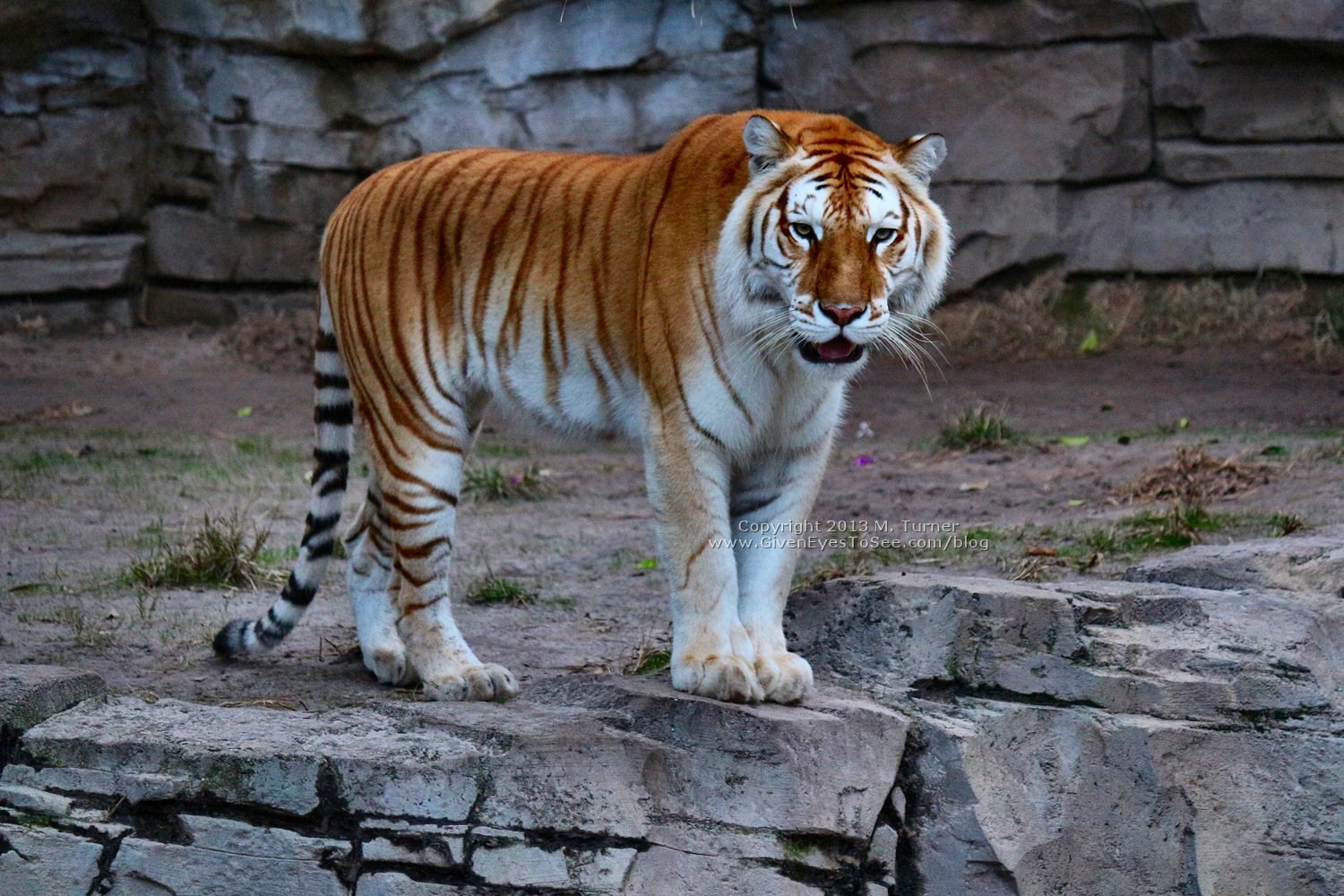 Названия видов тигров. Золотой бенгальский тигр. Золотой Амурский тигр. Золотой тигр альбинос. Мазандаранский тигр животное.