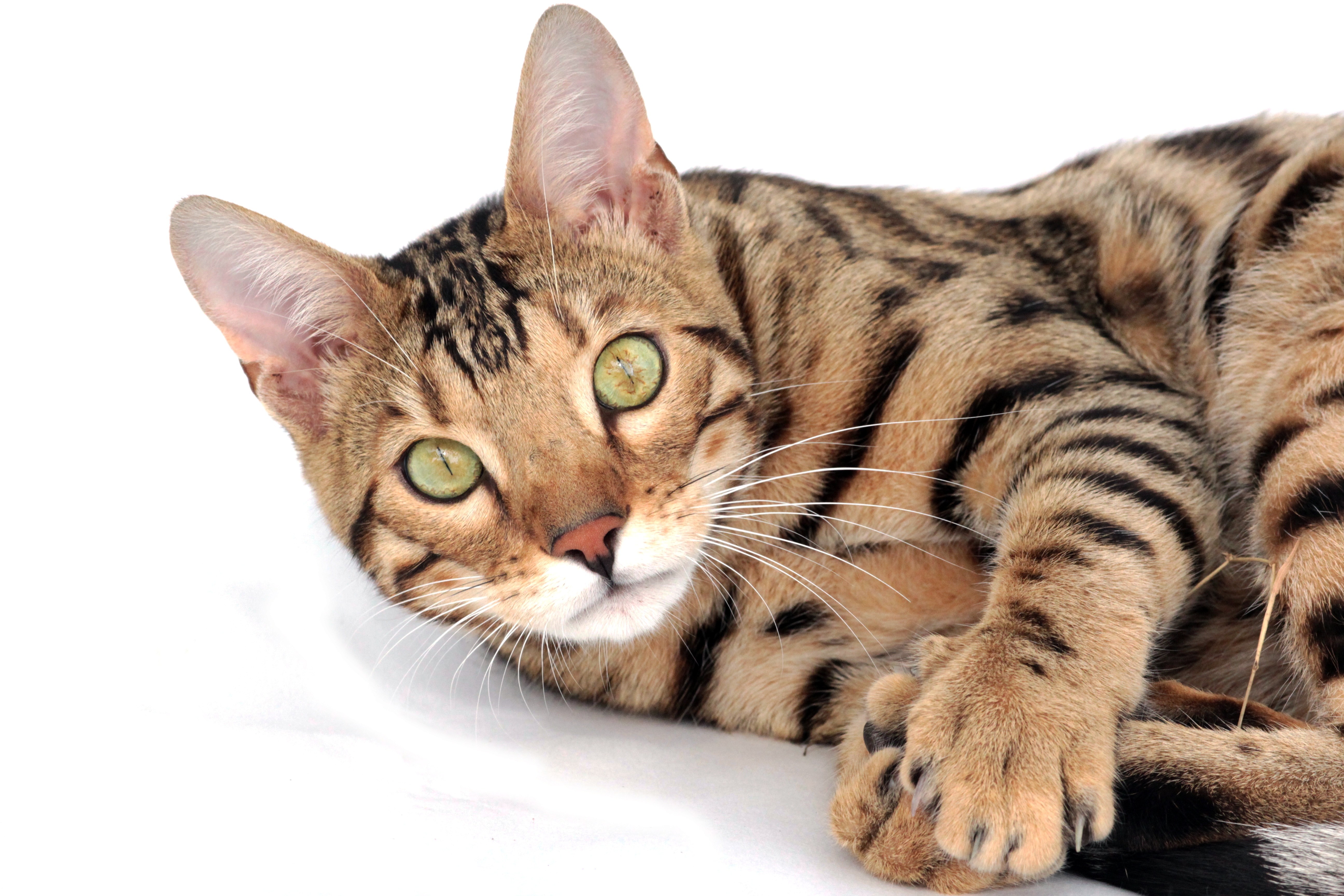 Самые ручные породы кошек - картинки и фото koshka.top